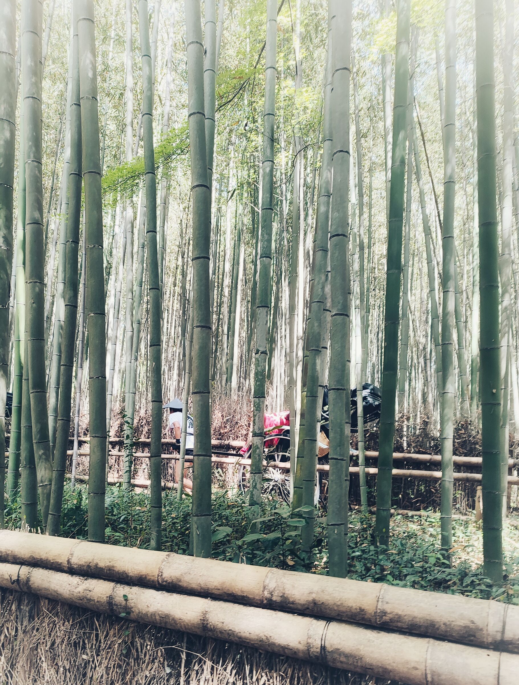 Bamboo Forest