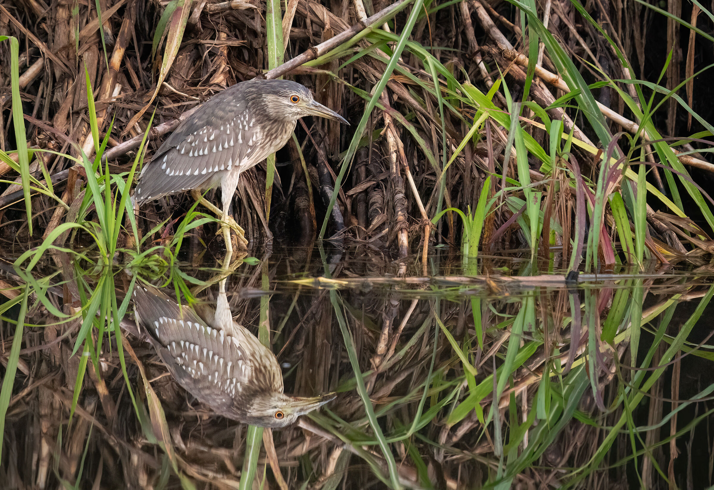 Young night heron