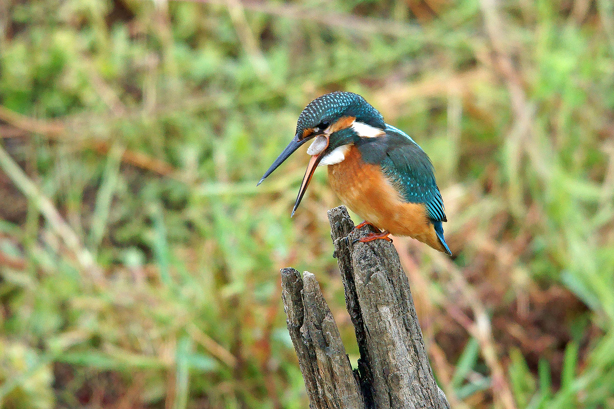Ho mangiato troppo !