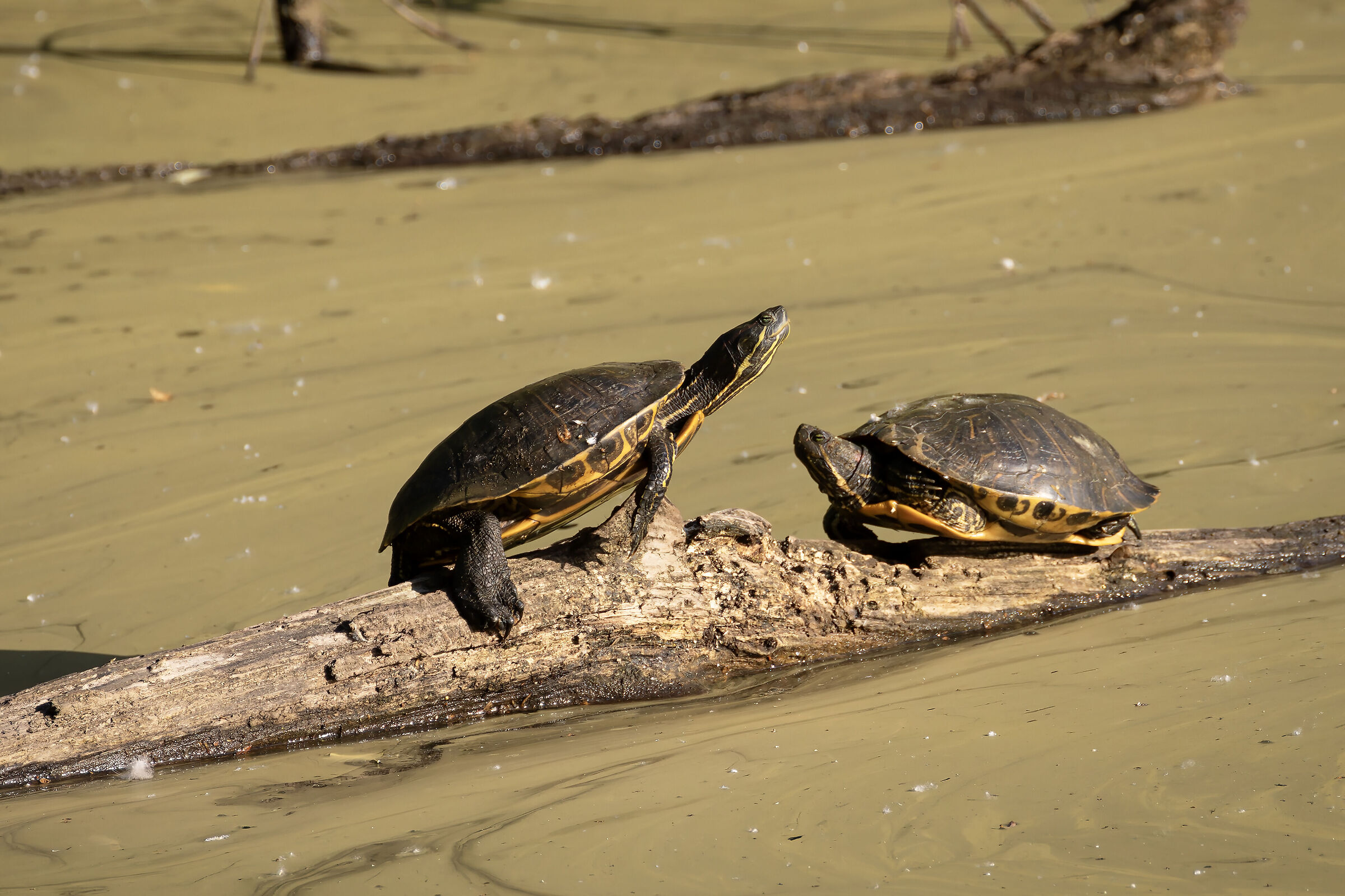 Turtles in the sun
