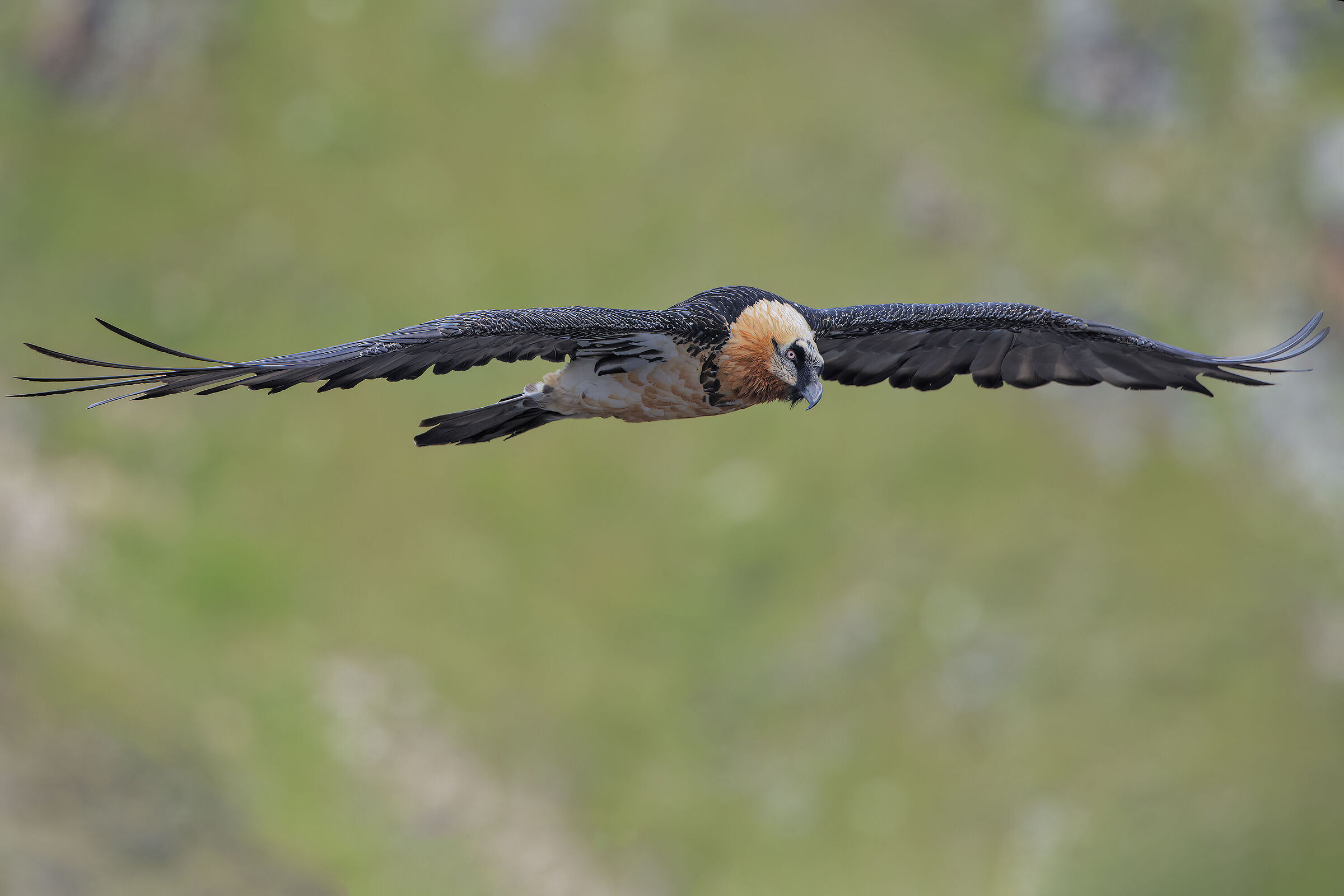 Bearded Vulture