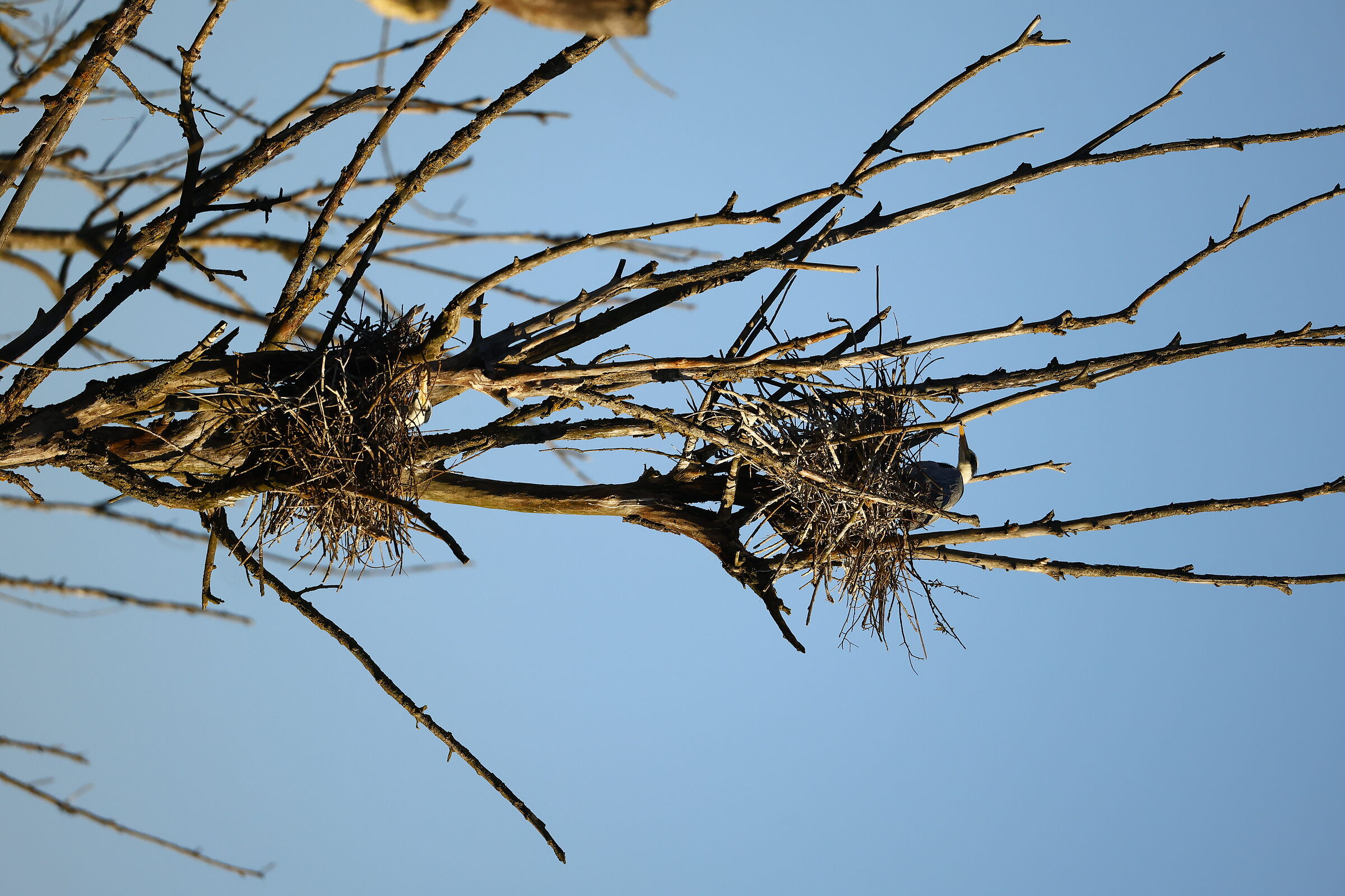 Nests