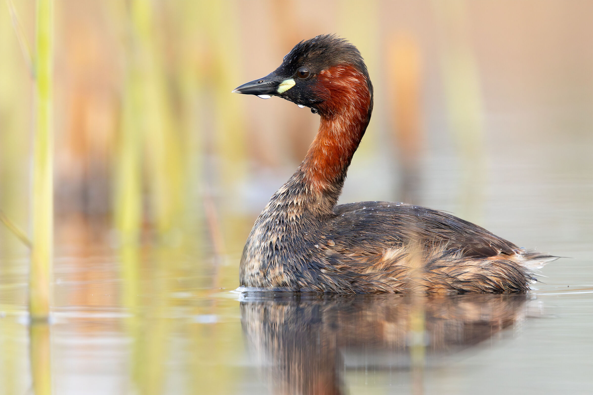 Little grebe