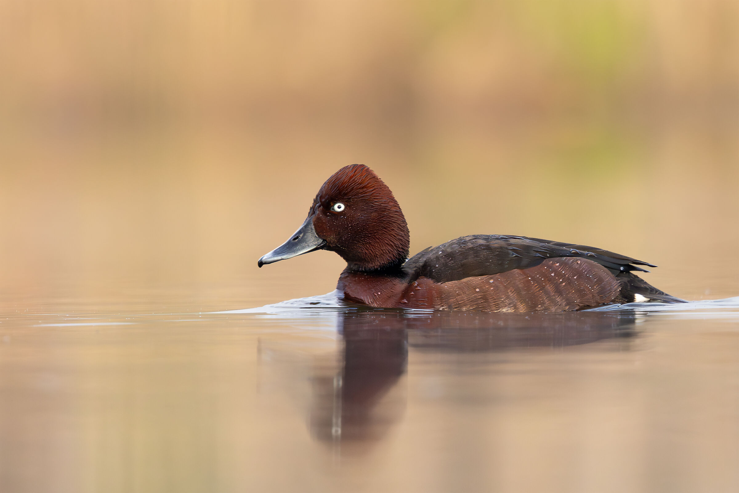 Ferruginous duck