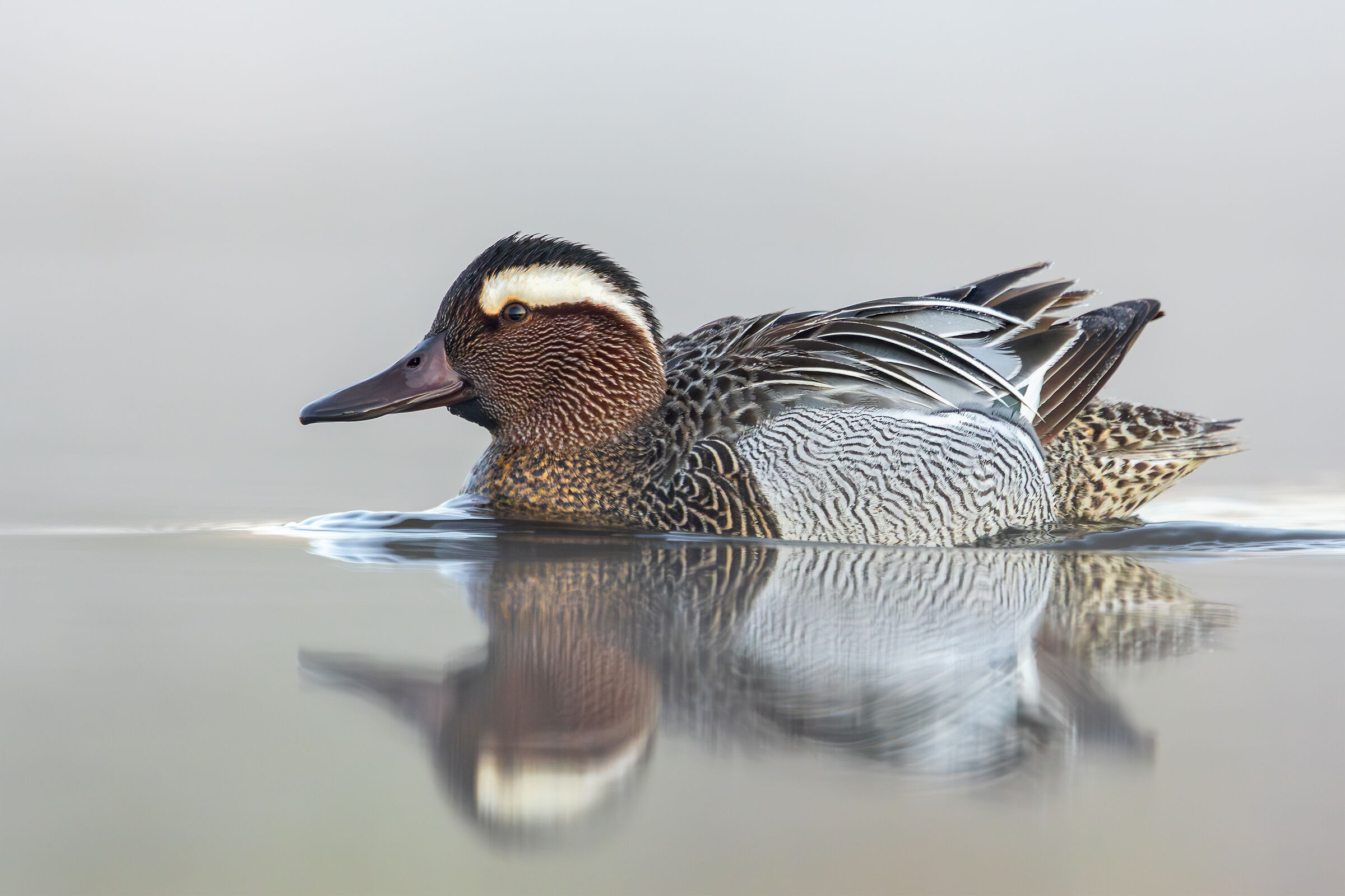 Garganey
