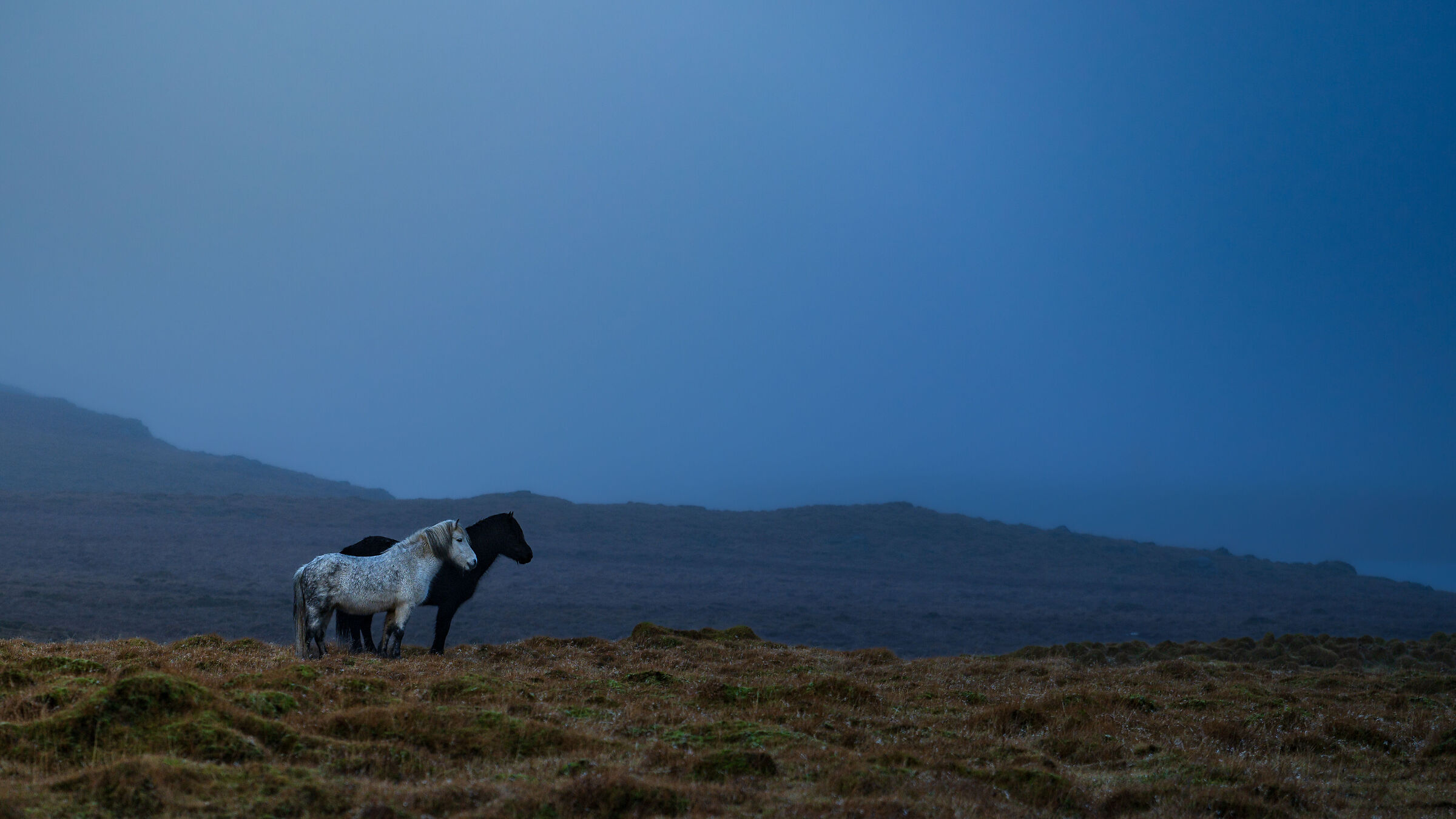 Icelandic Horses in the middle of nowhere (iii)