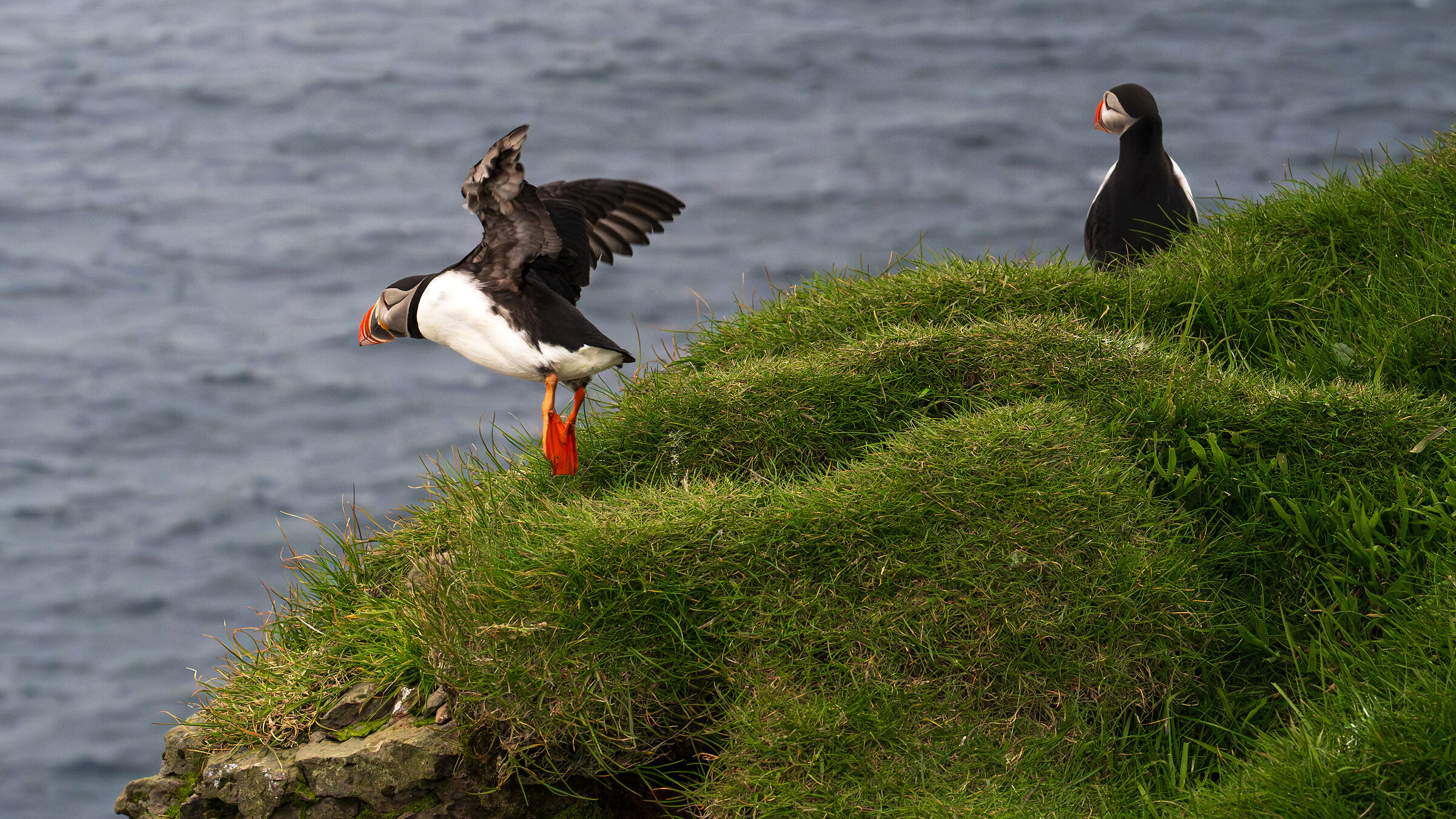 V1 .... rotate .. Puffin Takeoff