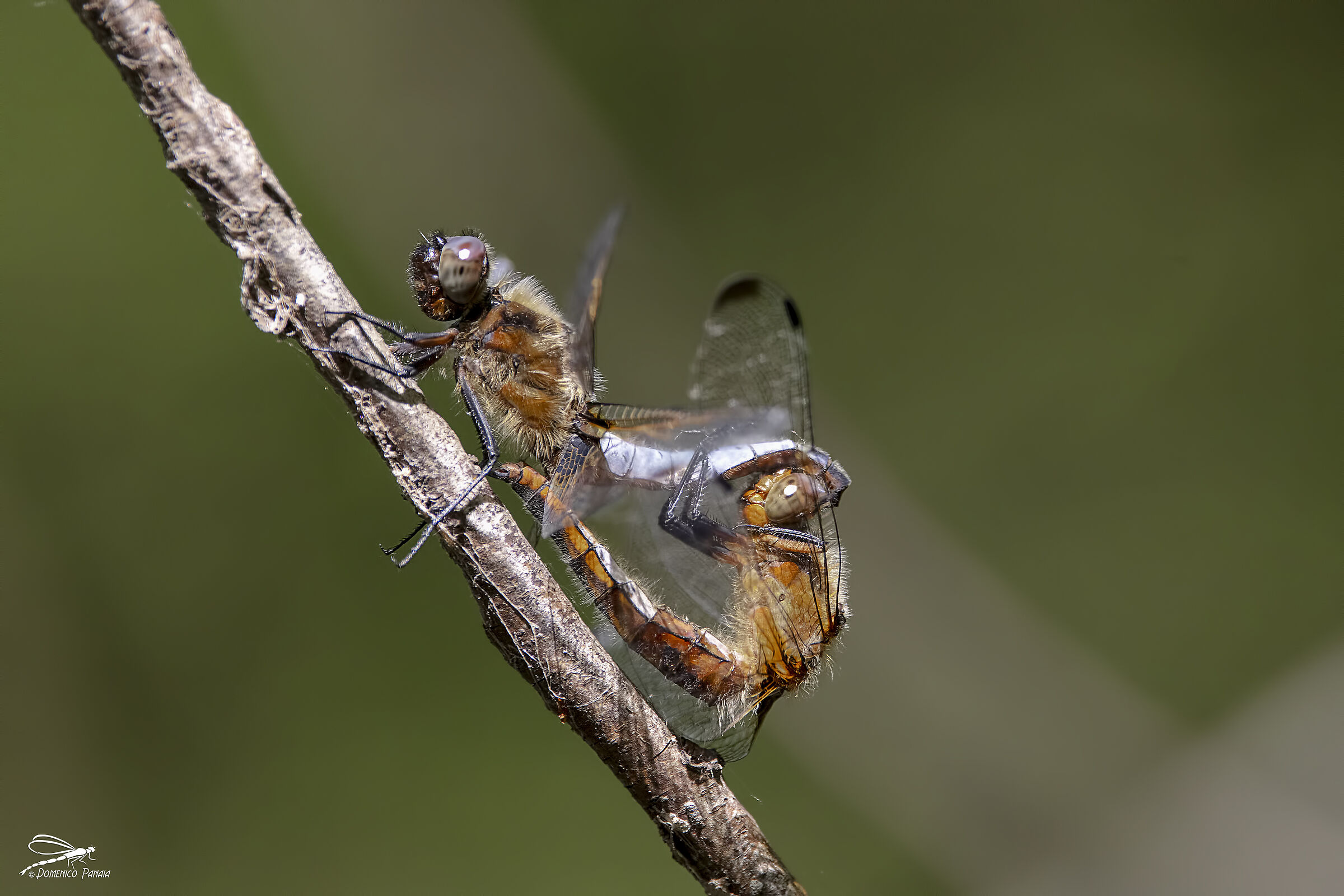 libellula fulva