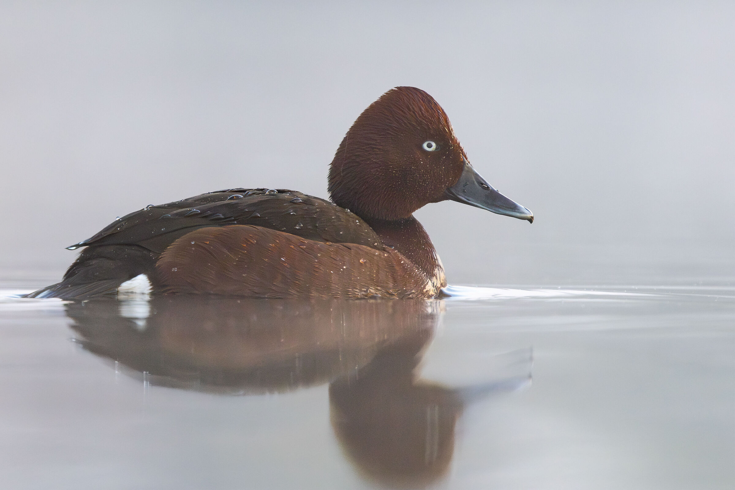 Ferruginous duck