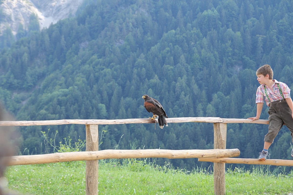 Poiana Americana con bimbo: manifestazione falconieri