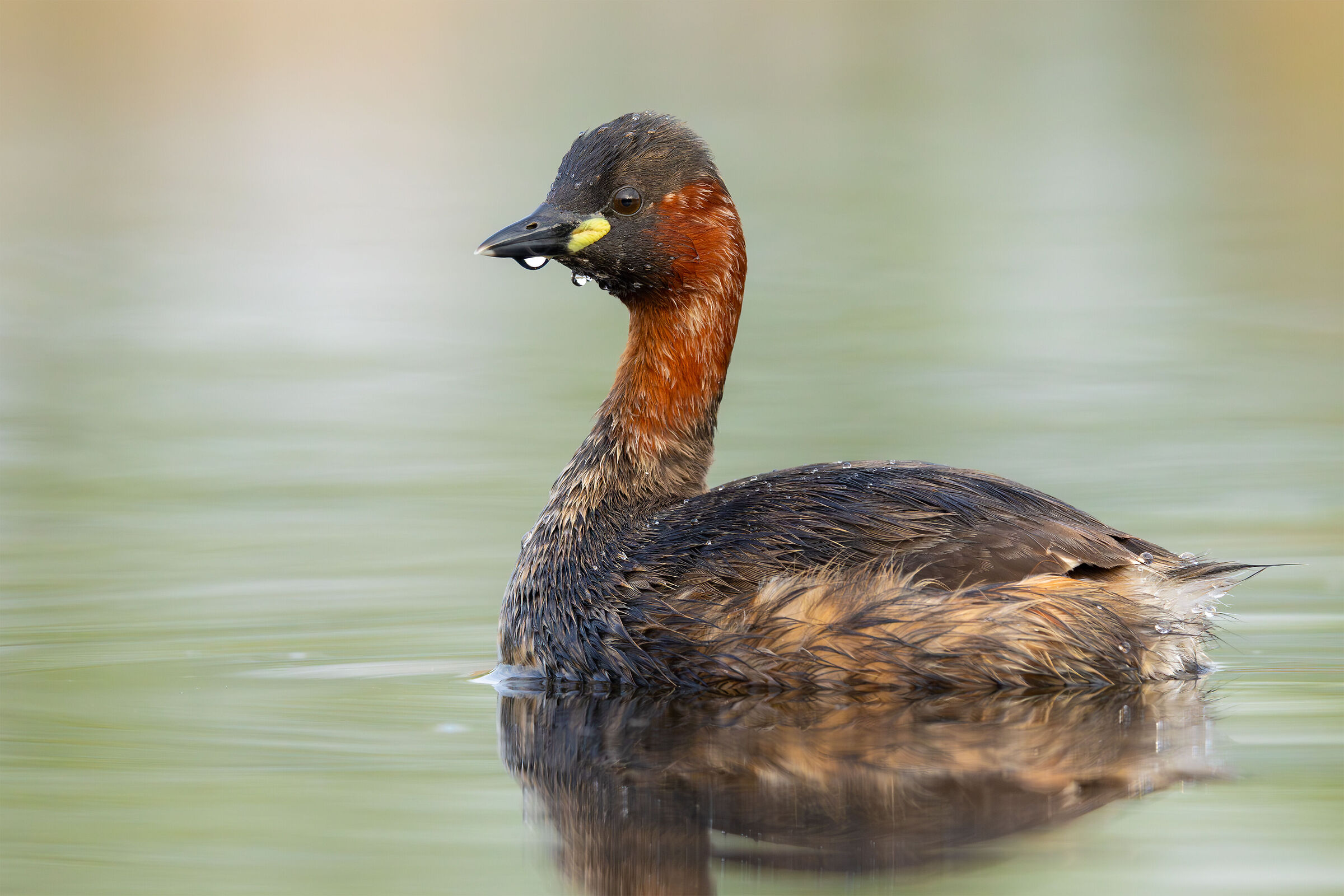 Little grebe