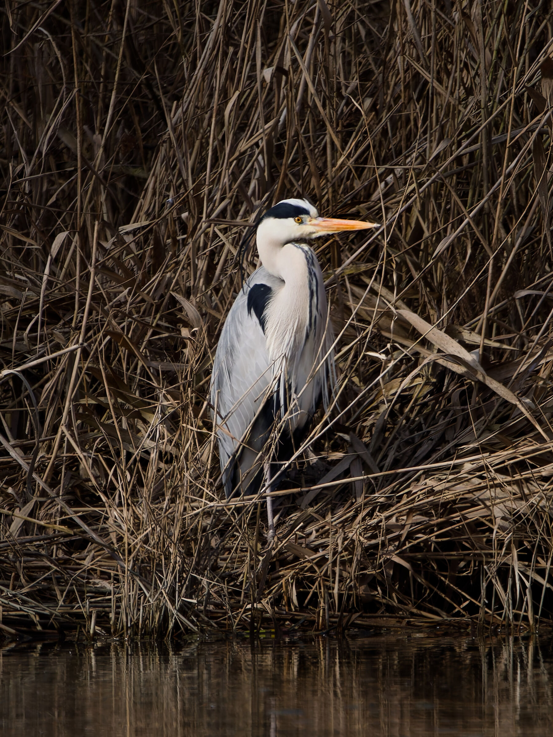 Grey Heron