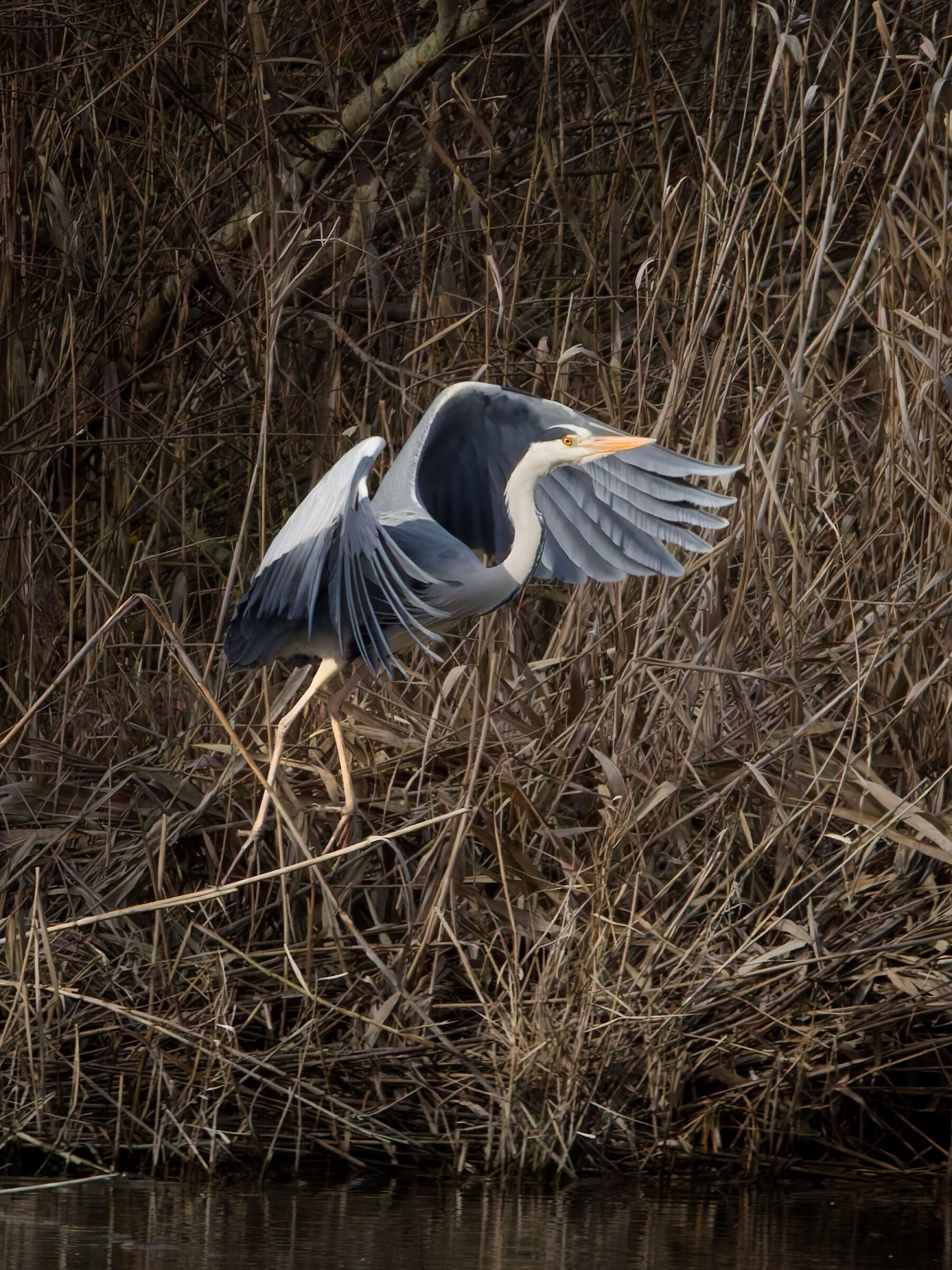 Grey Heron (fledging)