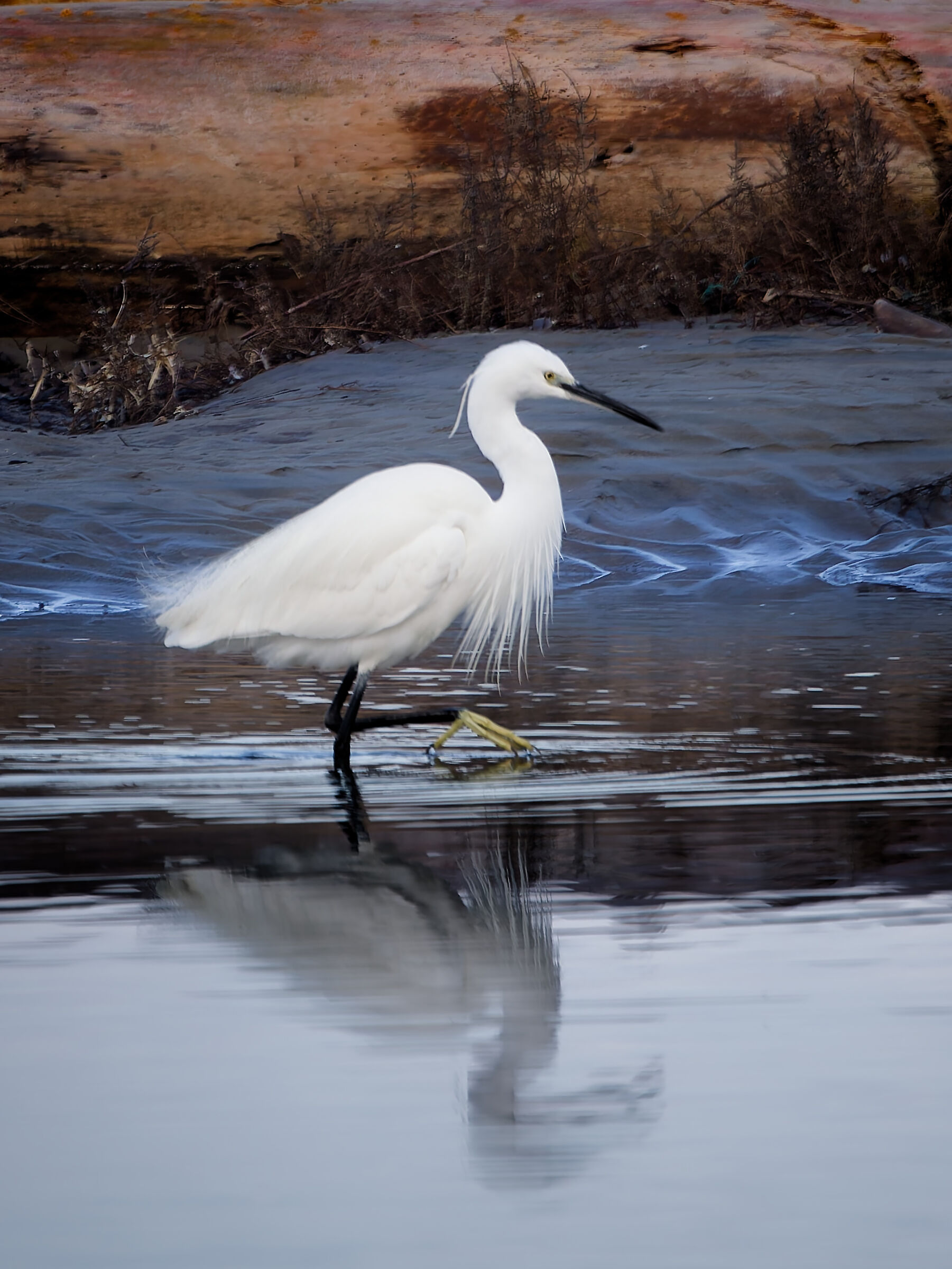 The Egret Pass