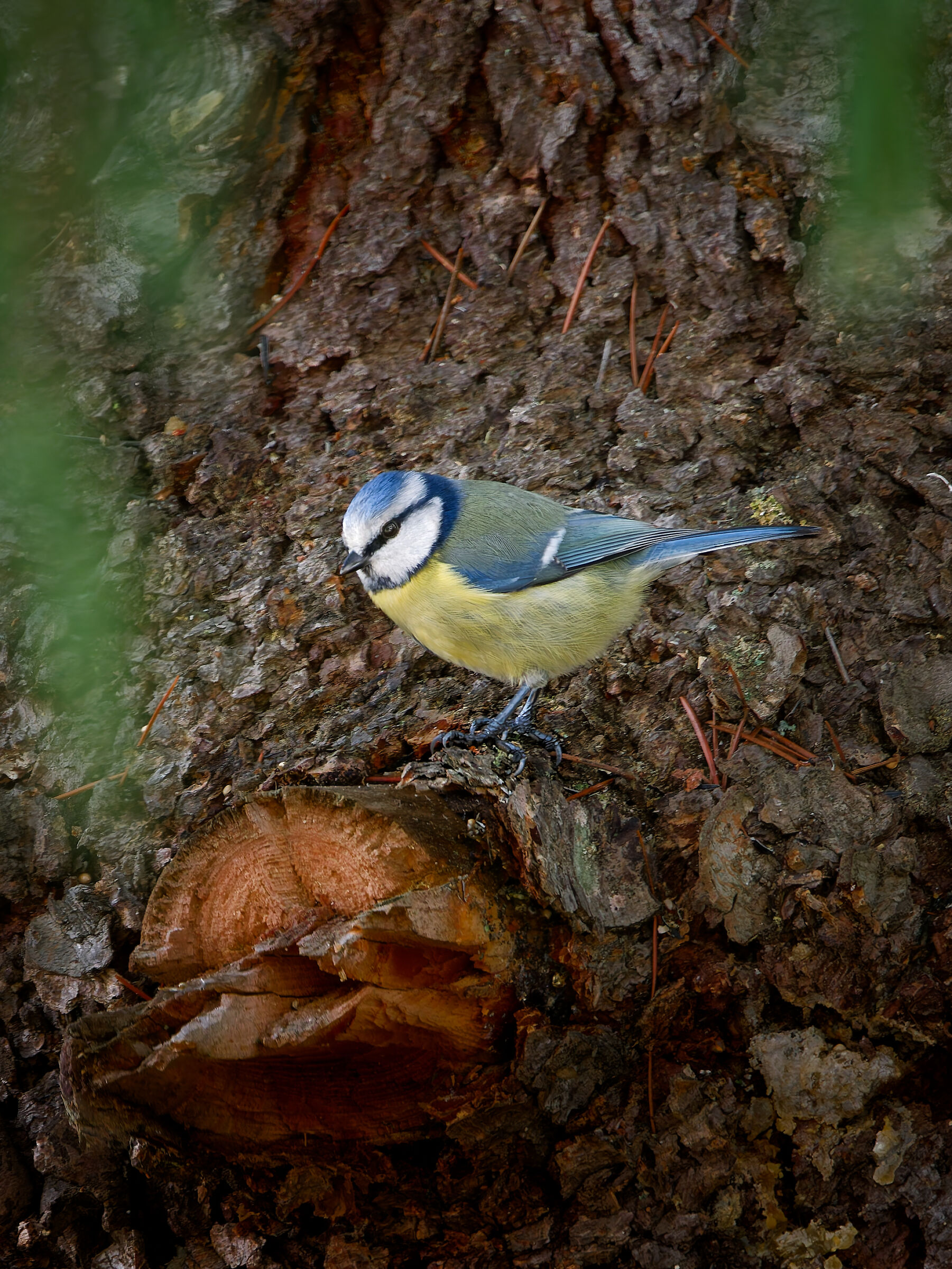 Cicniarella on cedar trunk