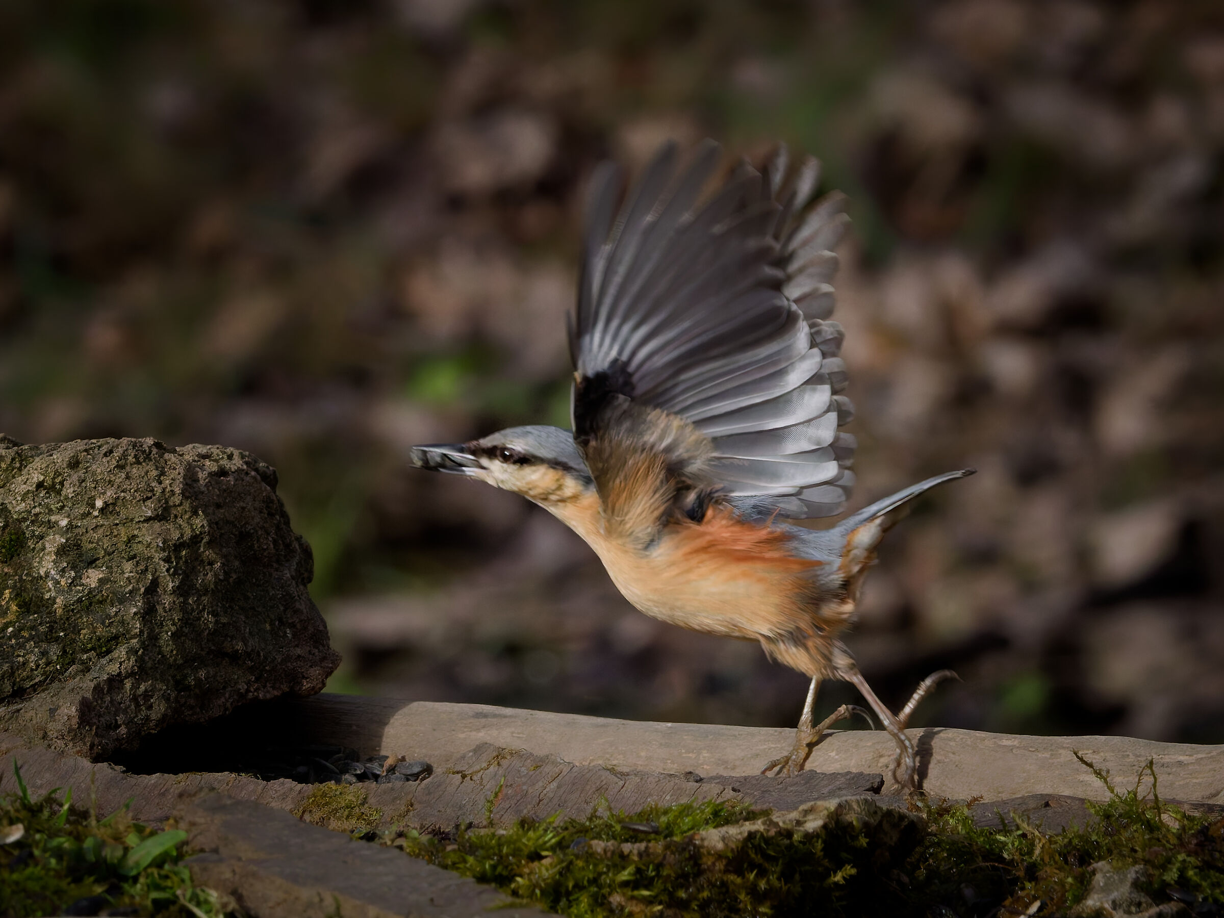 The flight of the Nuthatch