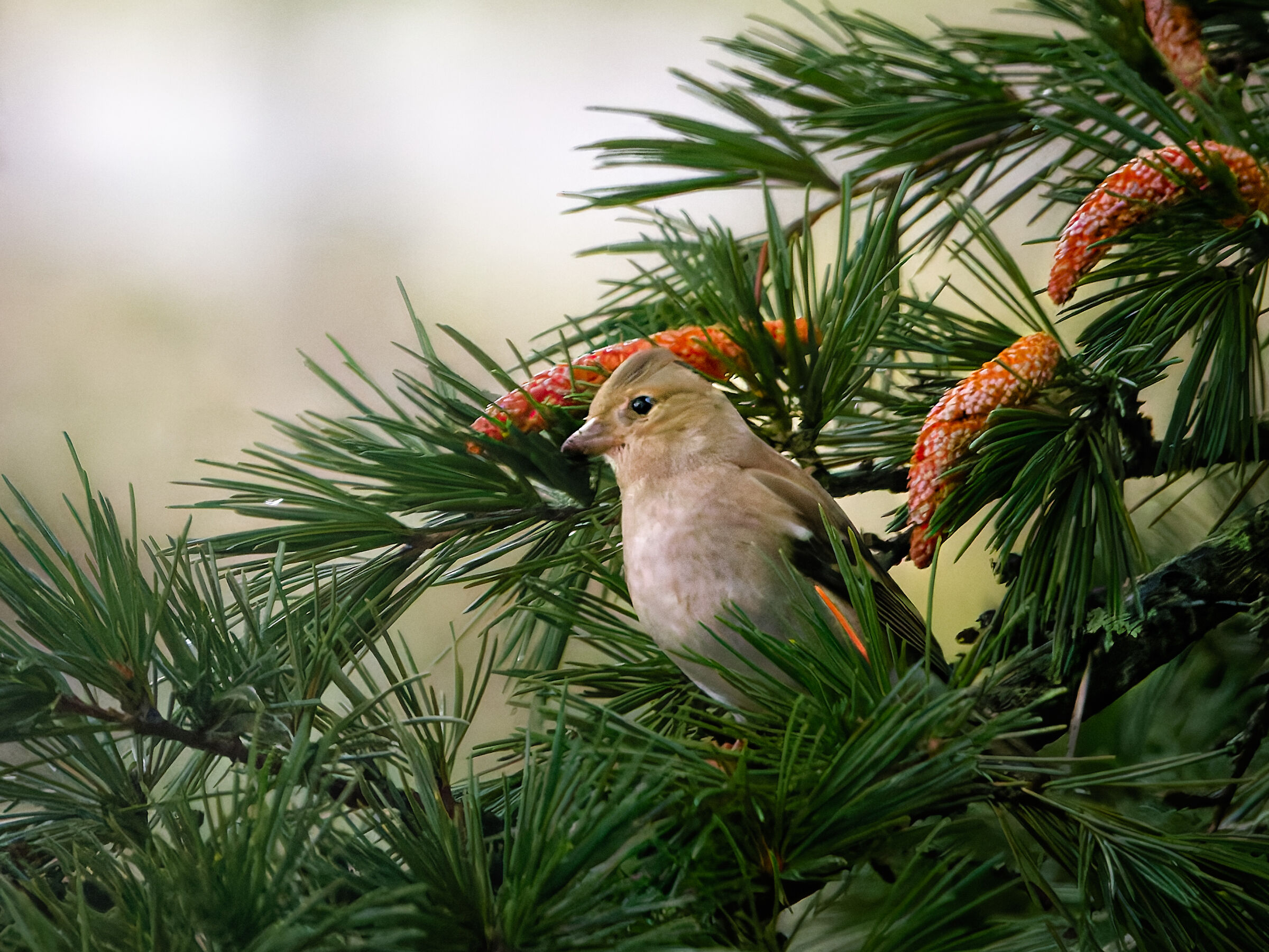 Finch