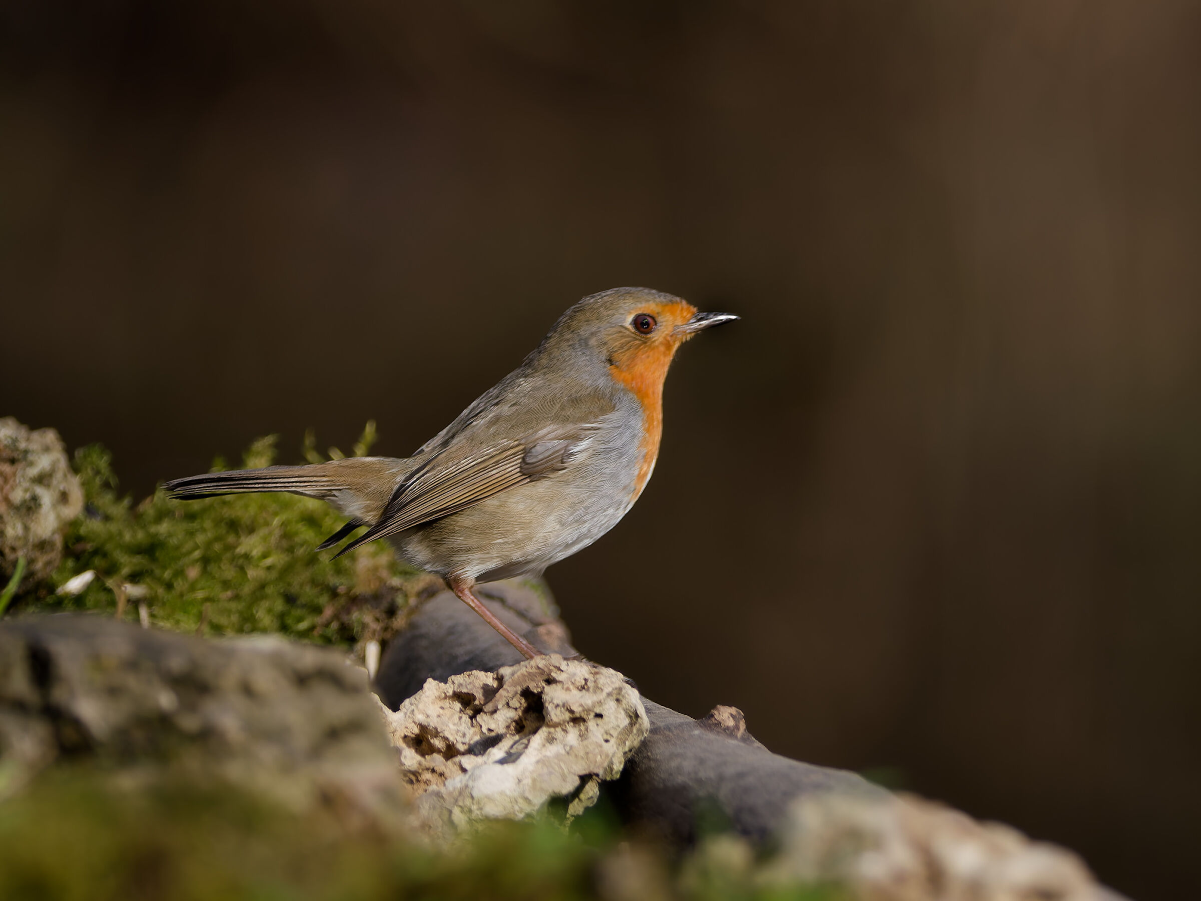 Robin