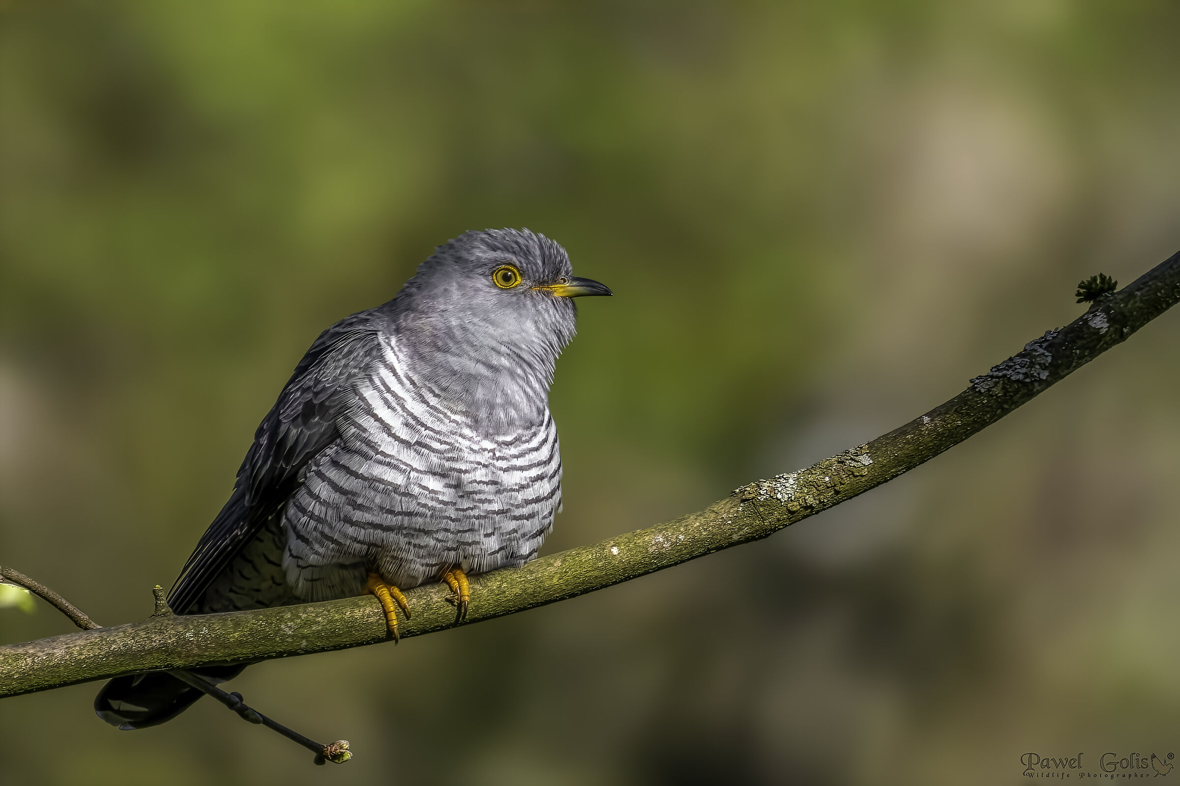 Eurasian cuckoo (Cuculus canorus)