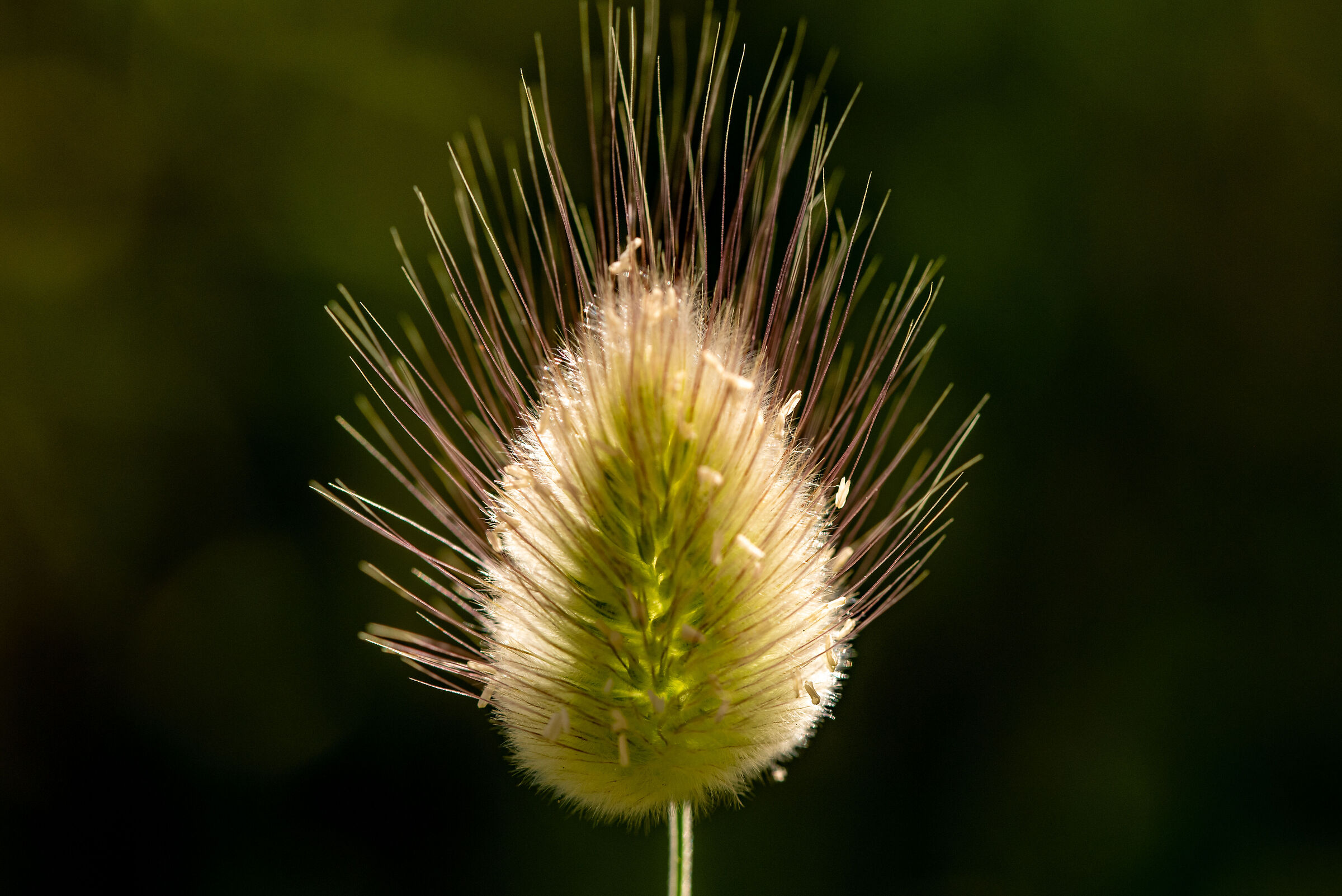 lagurus Ovatus (coda di coniglio)