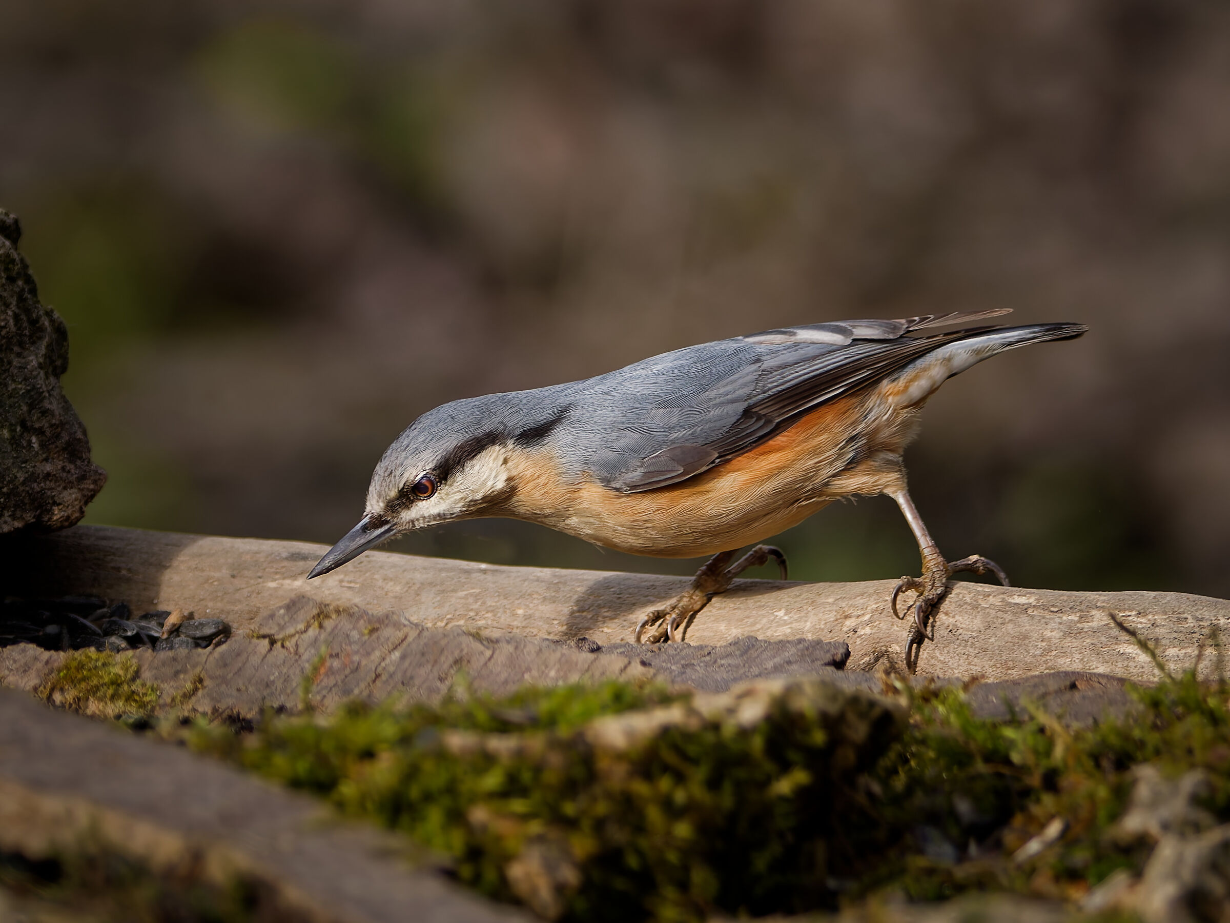 Nuthatch