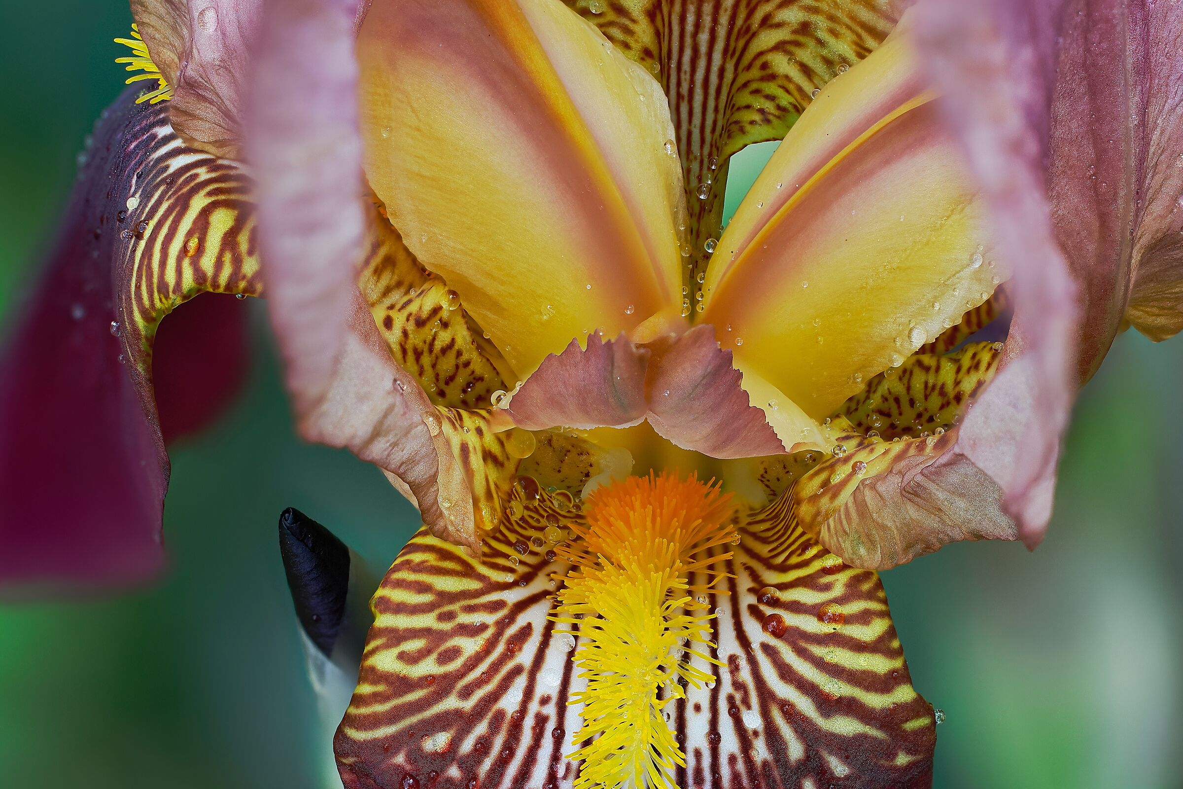 Iris