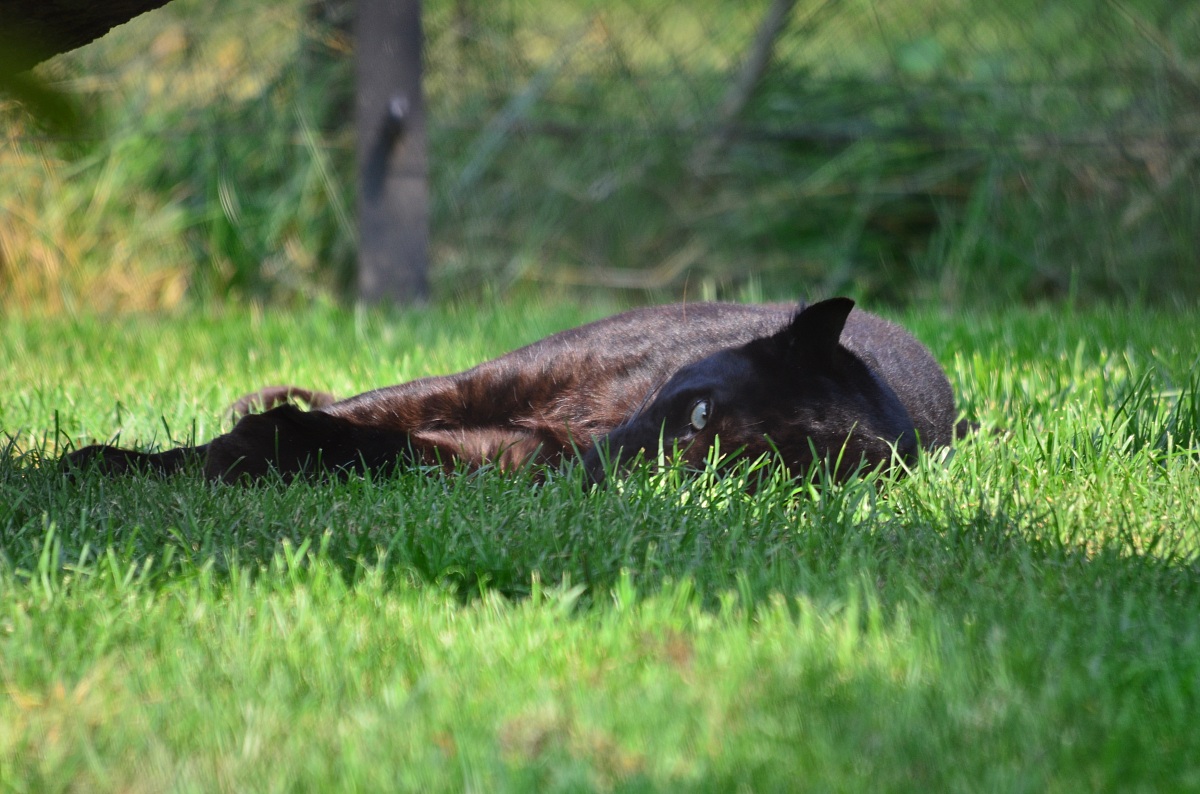 I observe you while I sleep