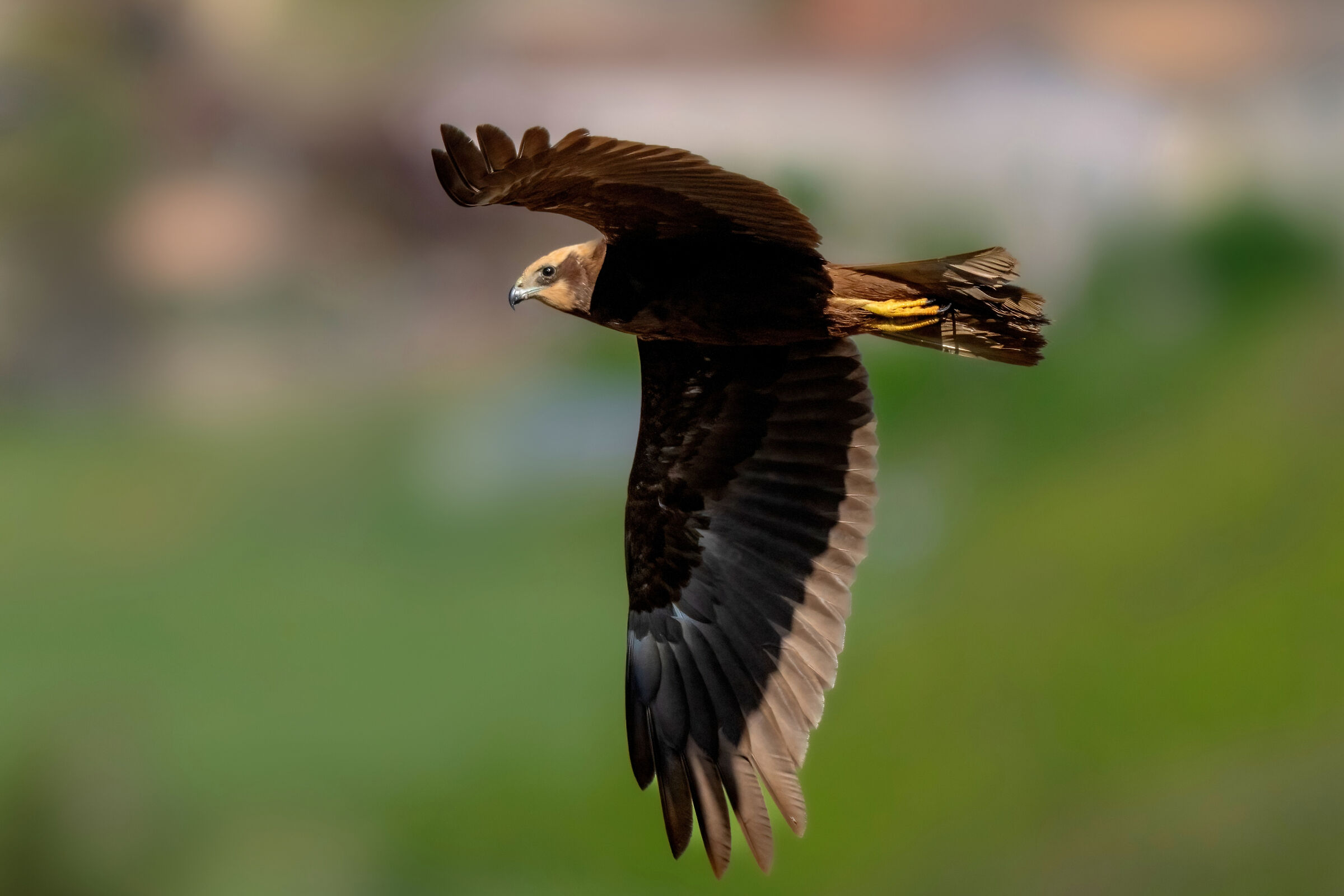 Falco di palude (Circus aeruginosus)