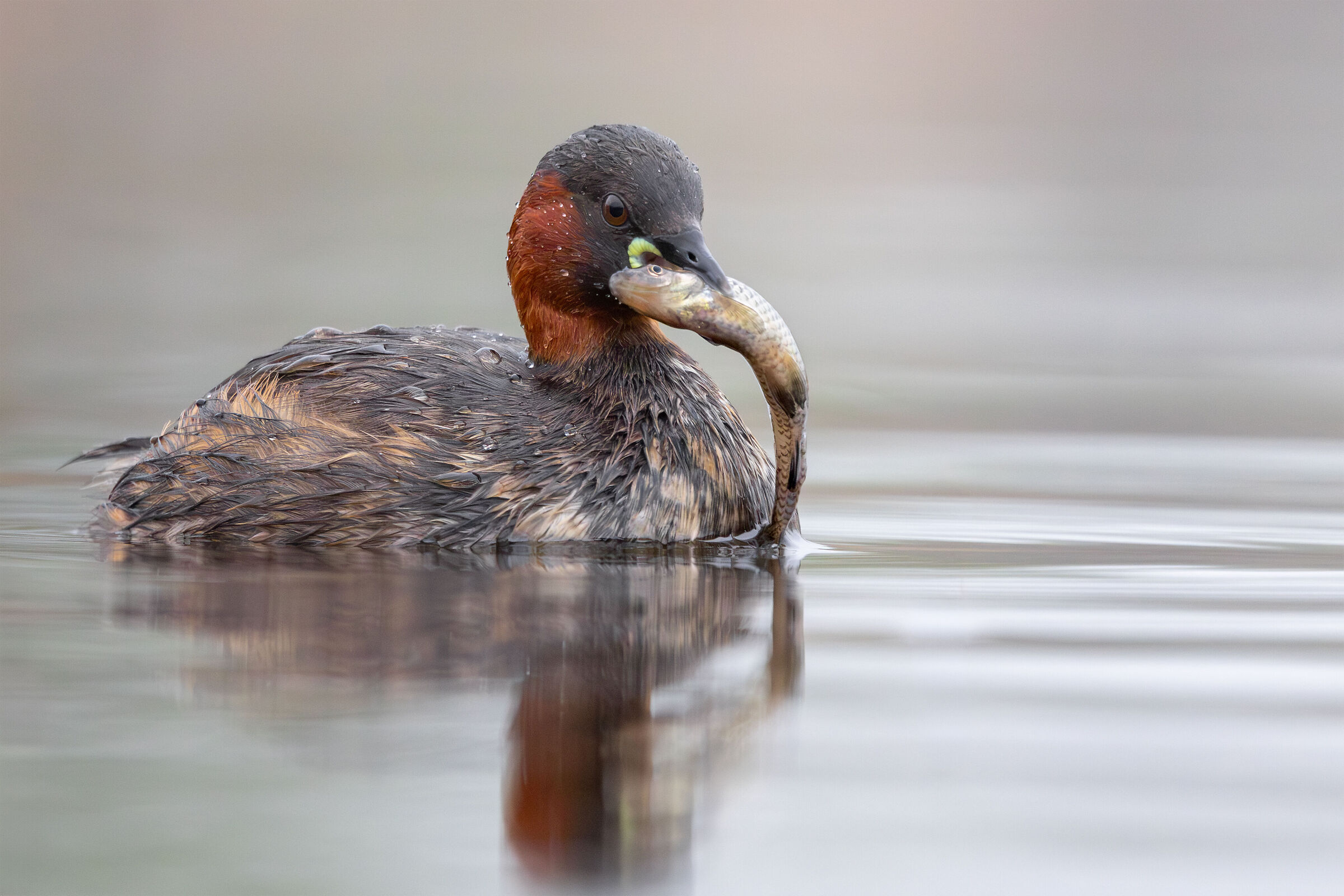 Little grebe