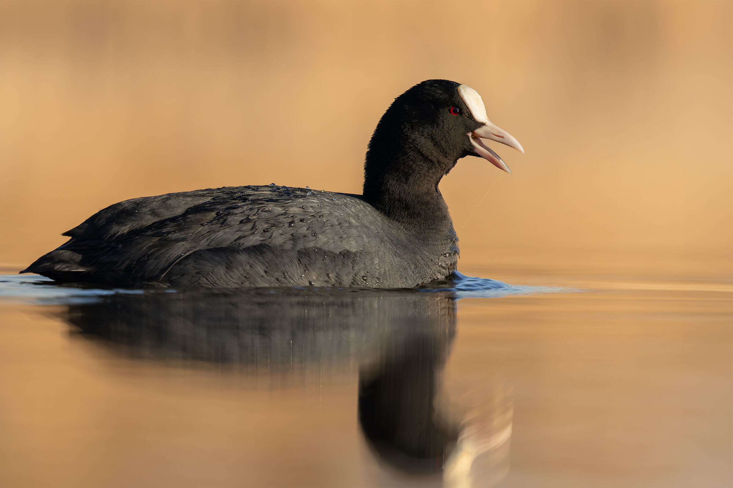 Coot