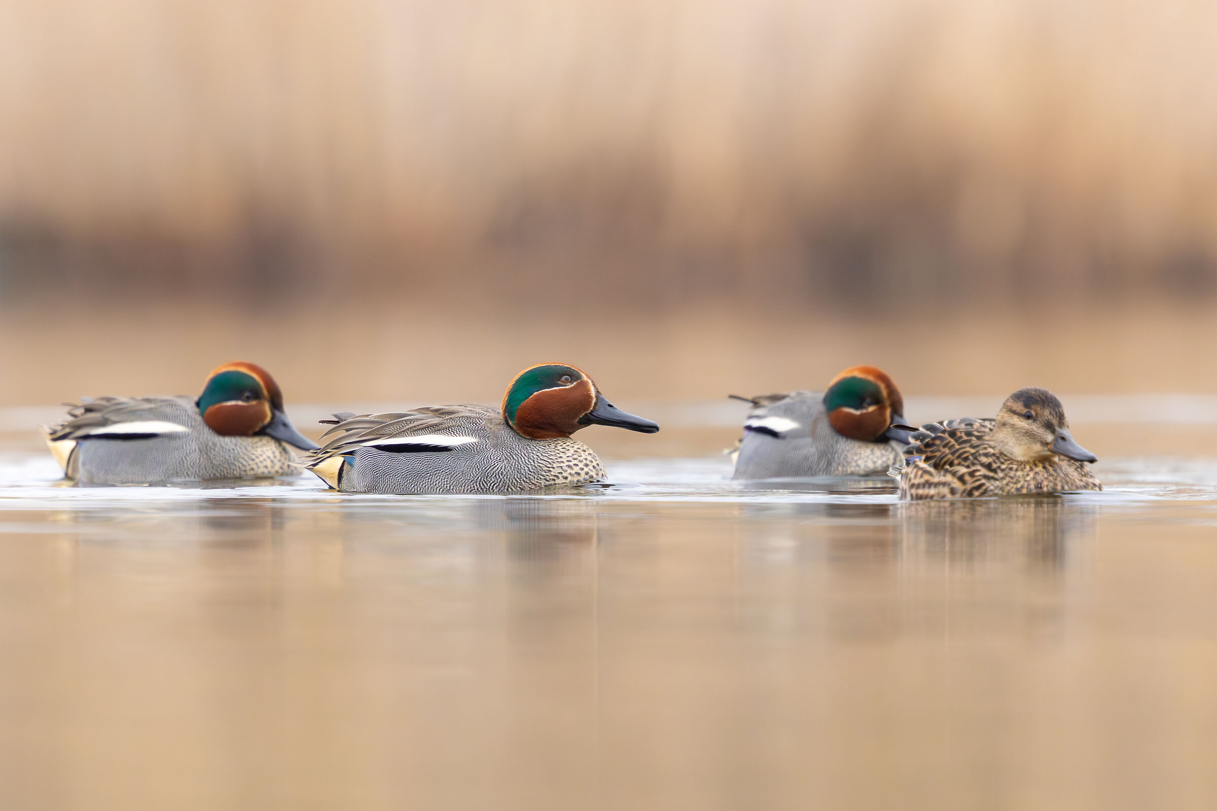 Teals
