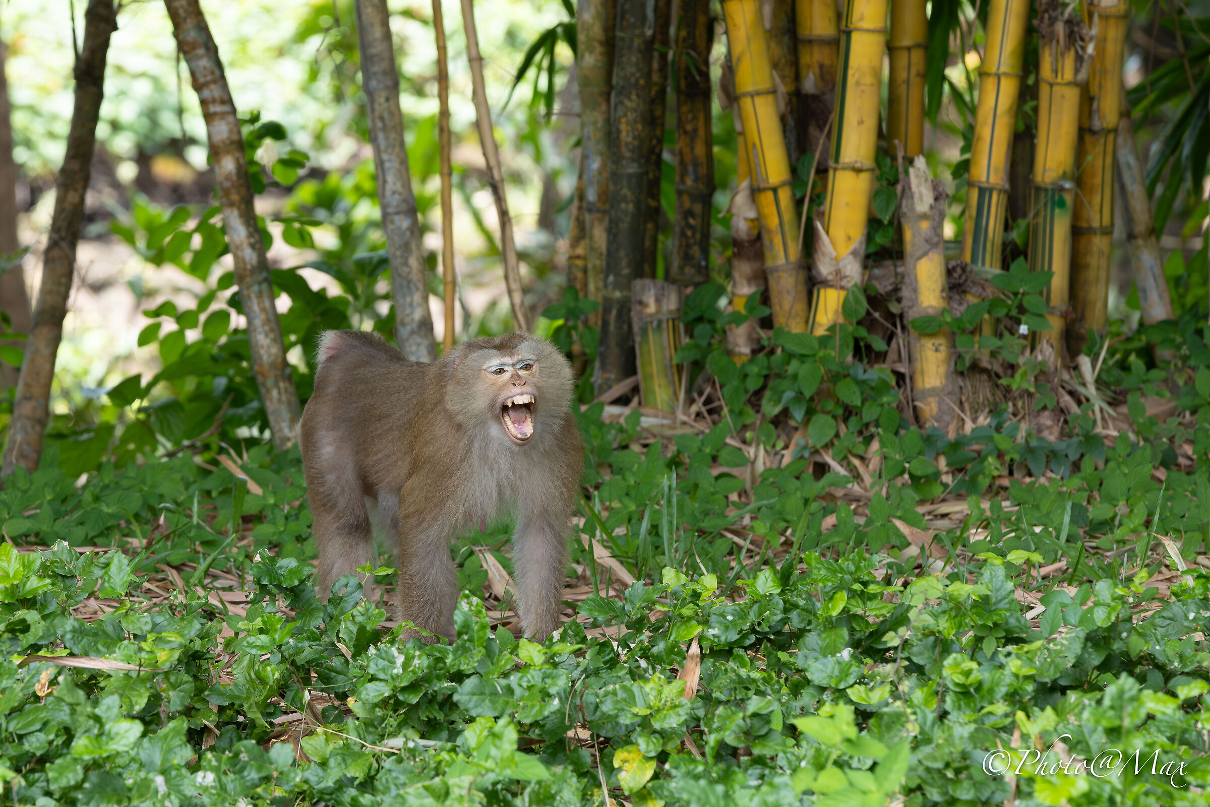 un Macaco