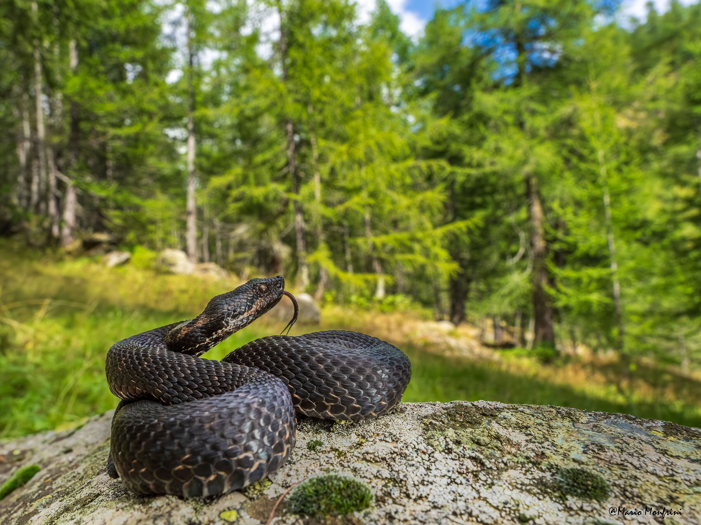 Vipera nel bosco