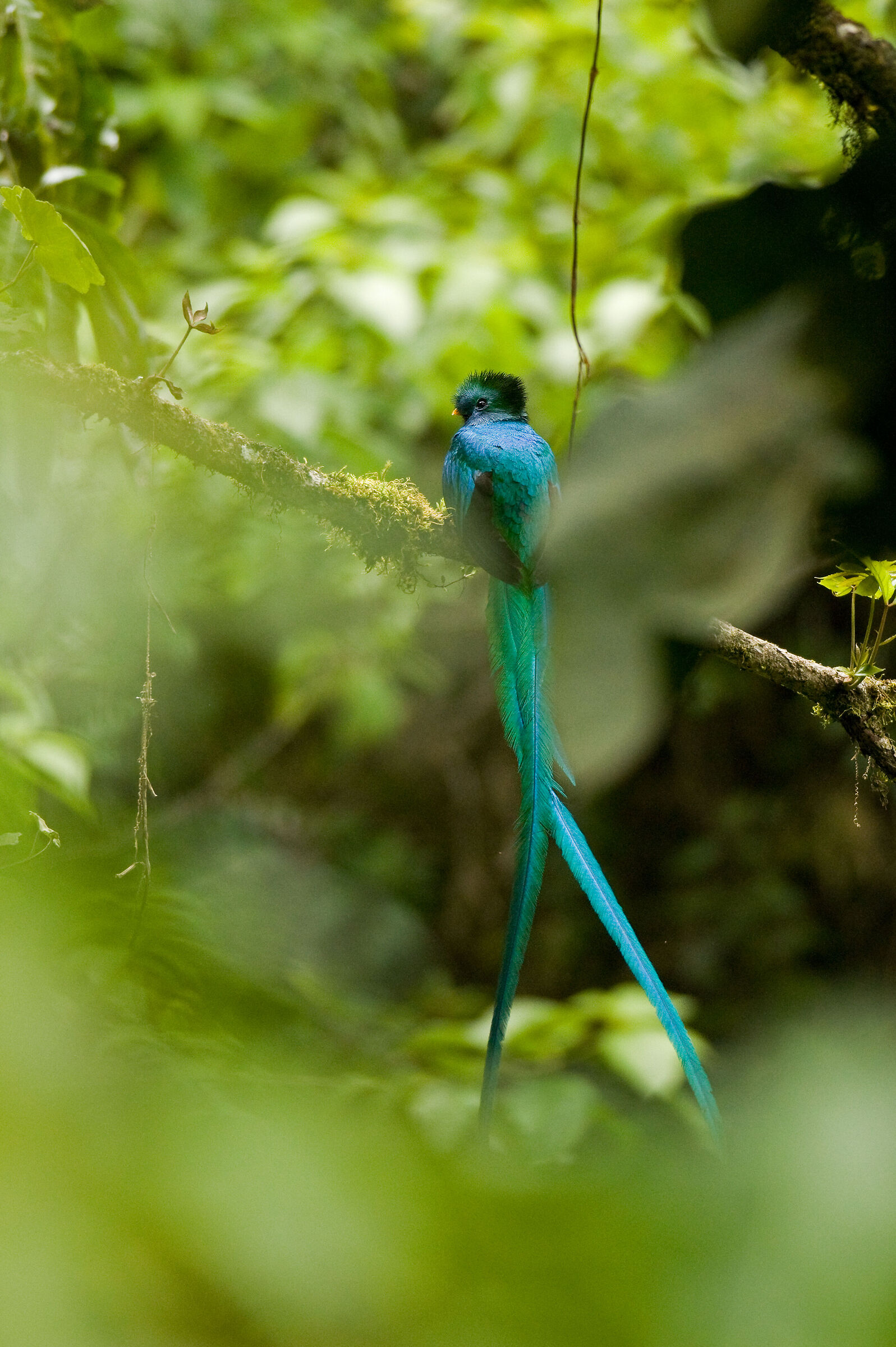 Quetzal