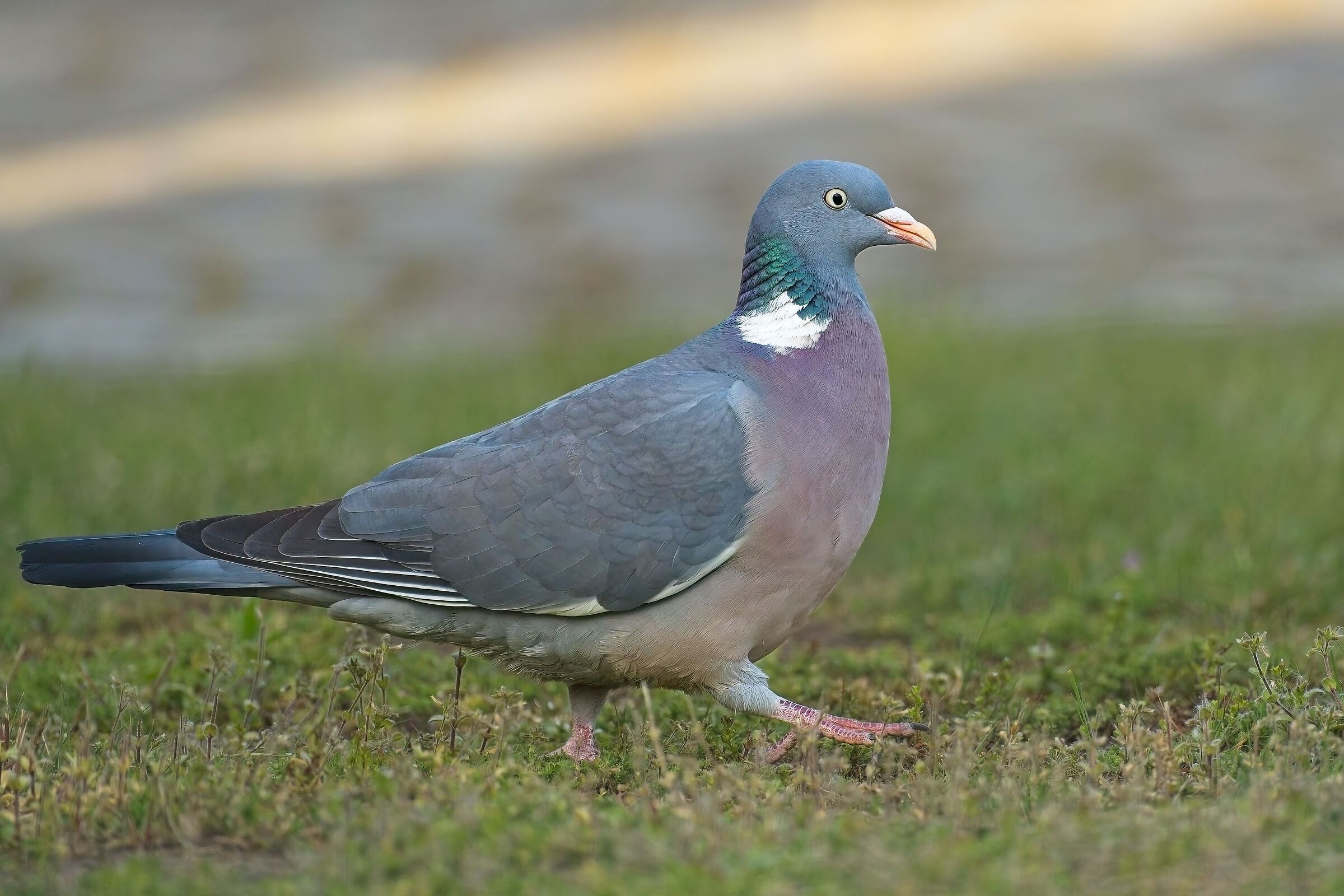 Piccione boscolo