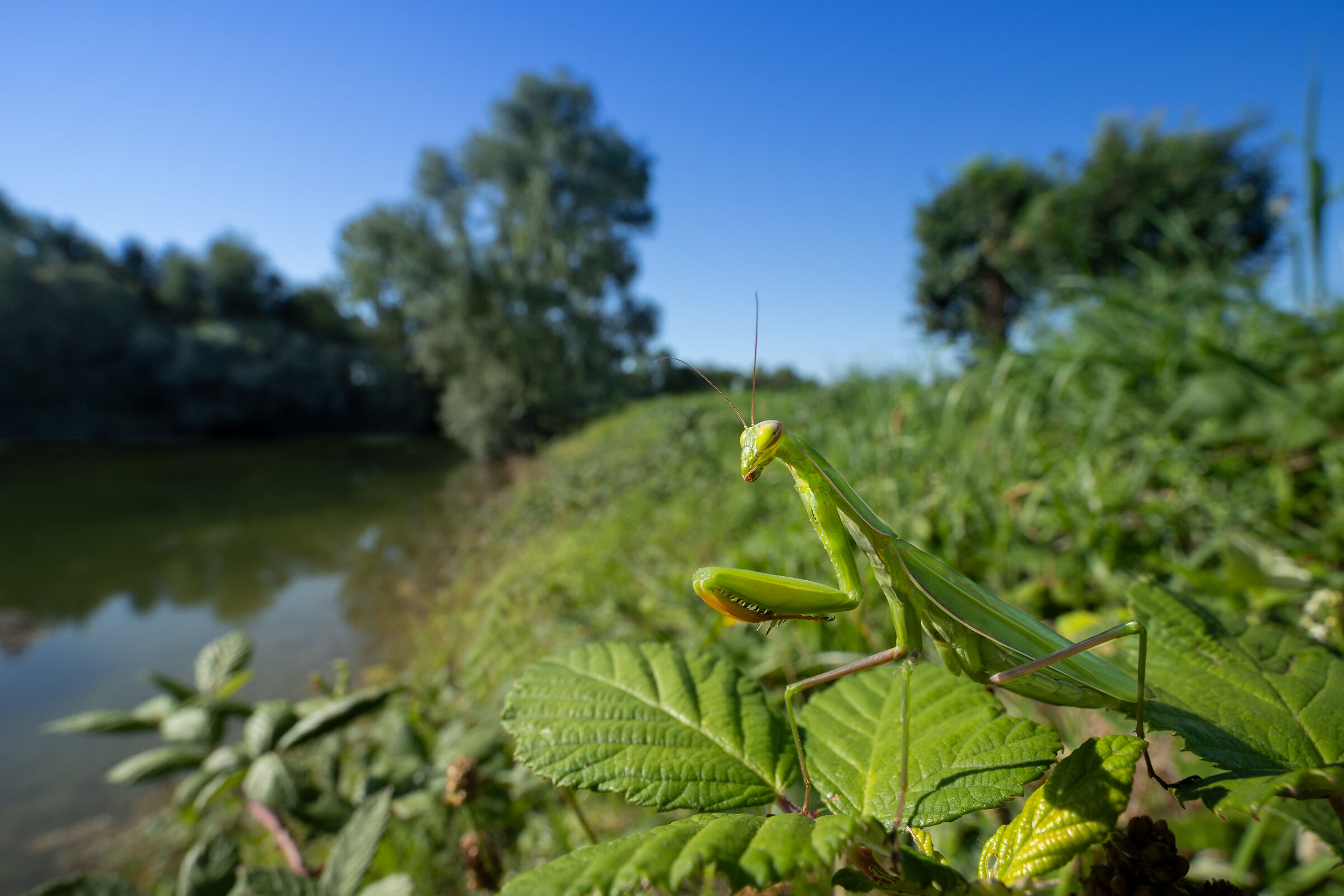 Praying mantis in its environment