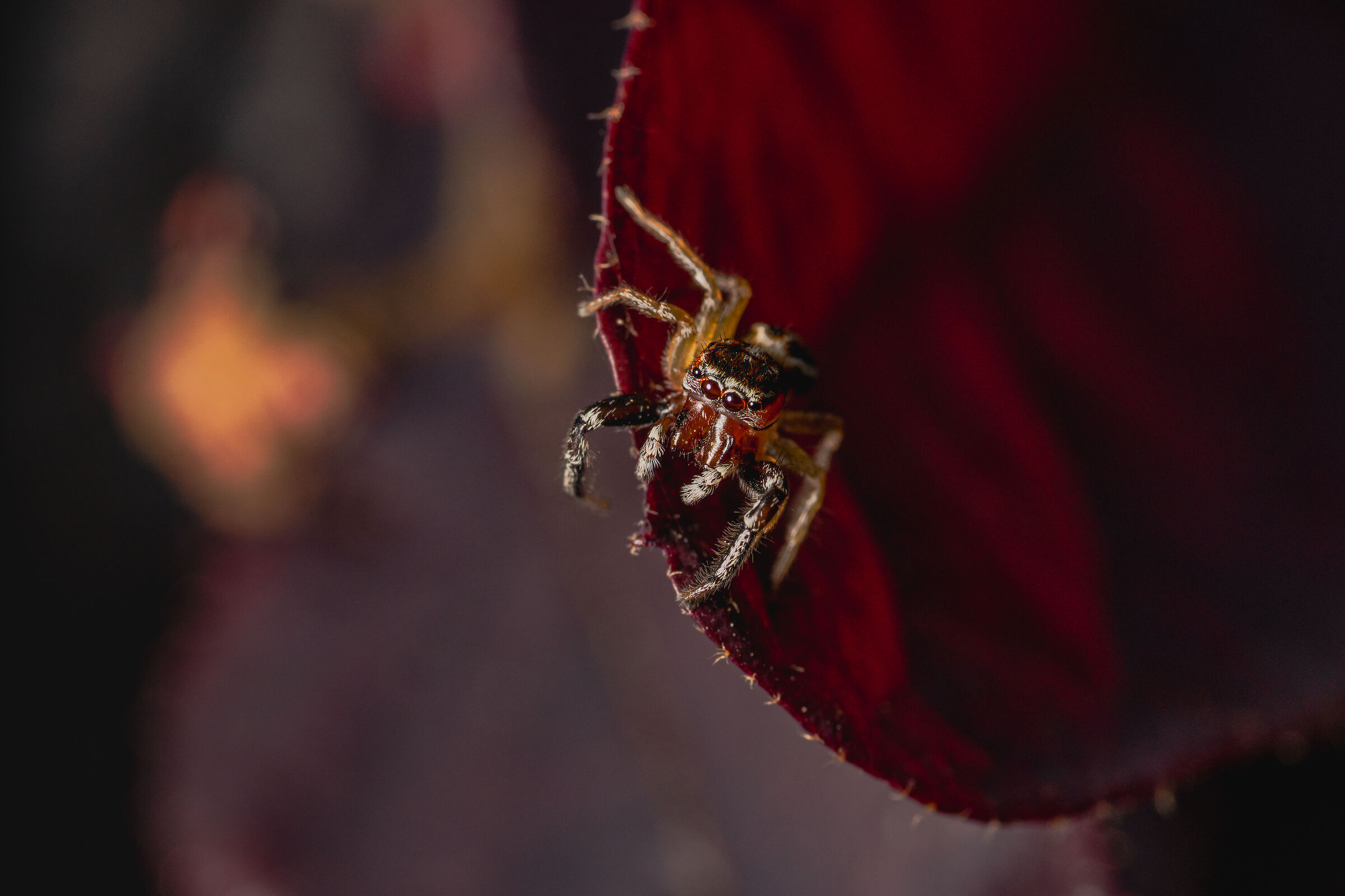 Jumping spider mite