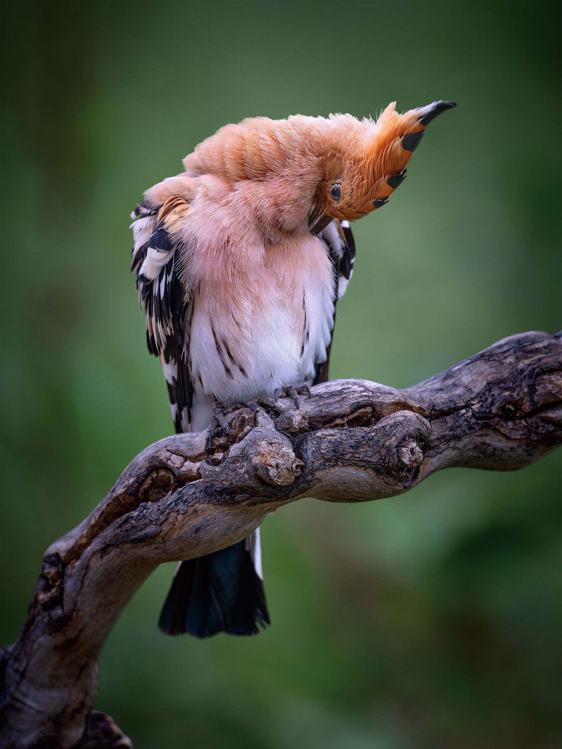 The male hoopoe