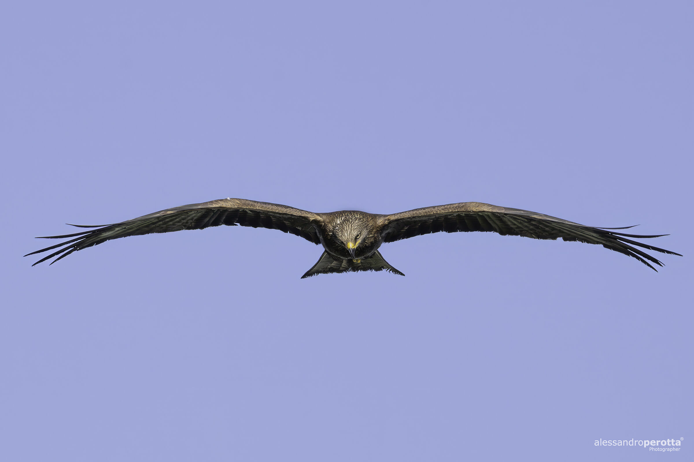 Milvus migrans