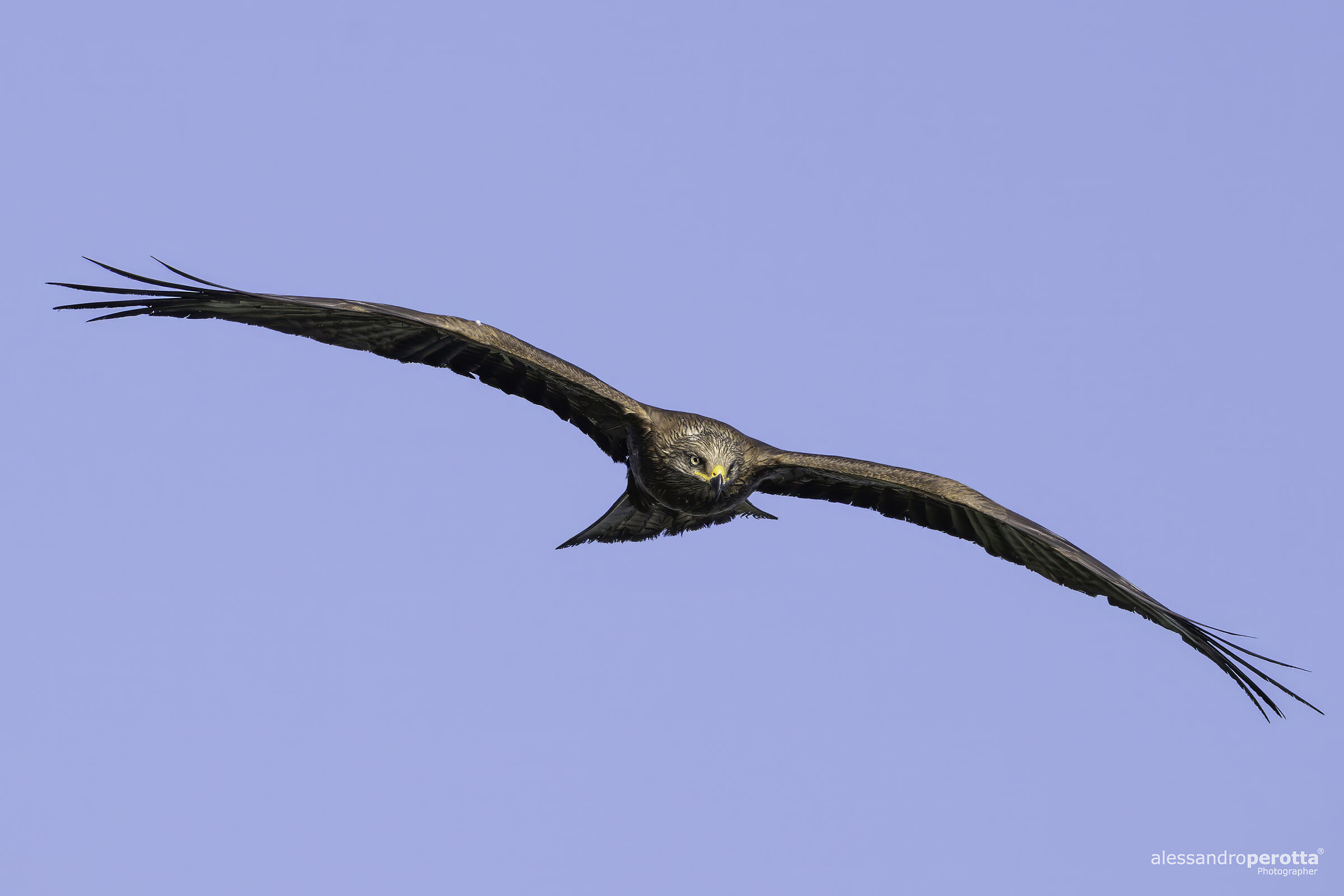 Milvus migrans