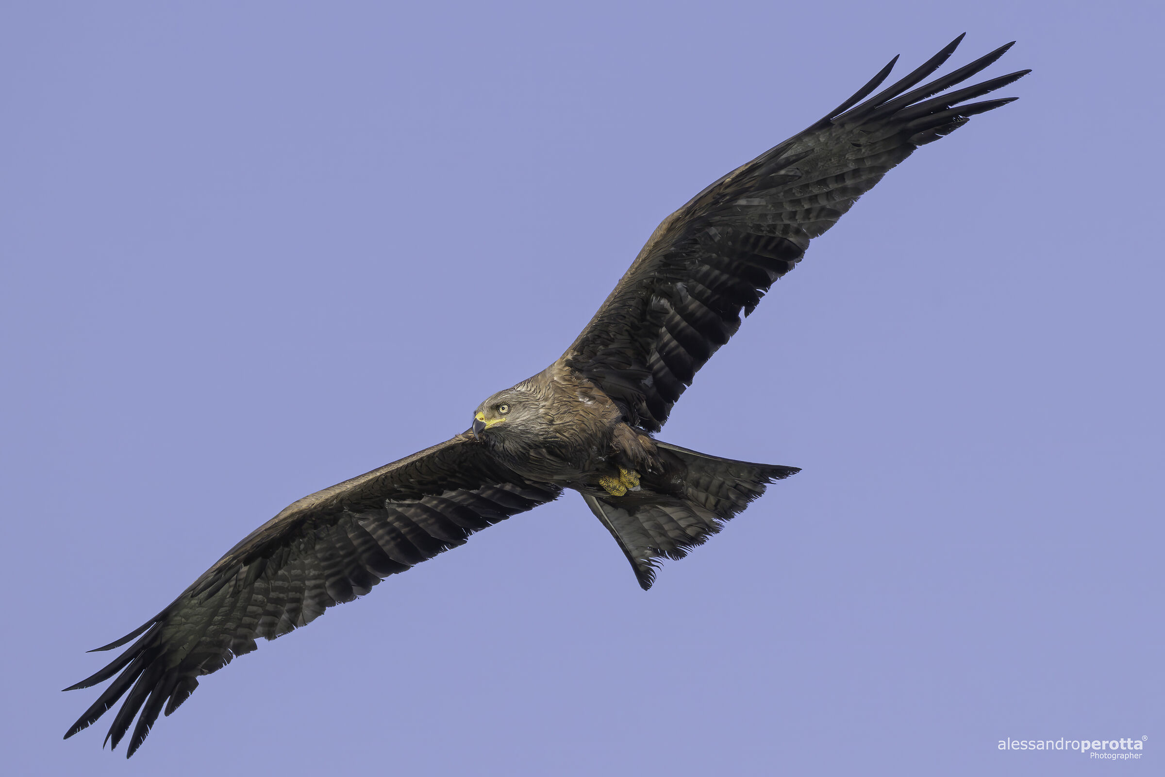 Milvus migrans