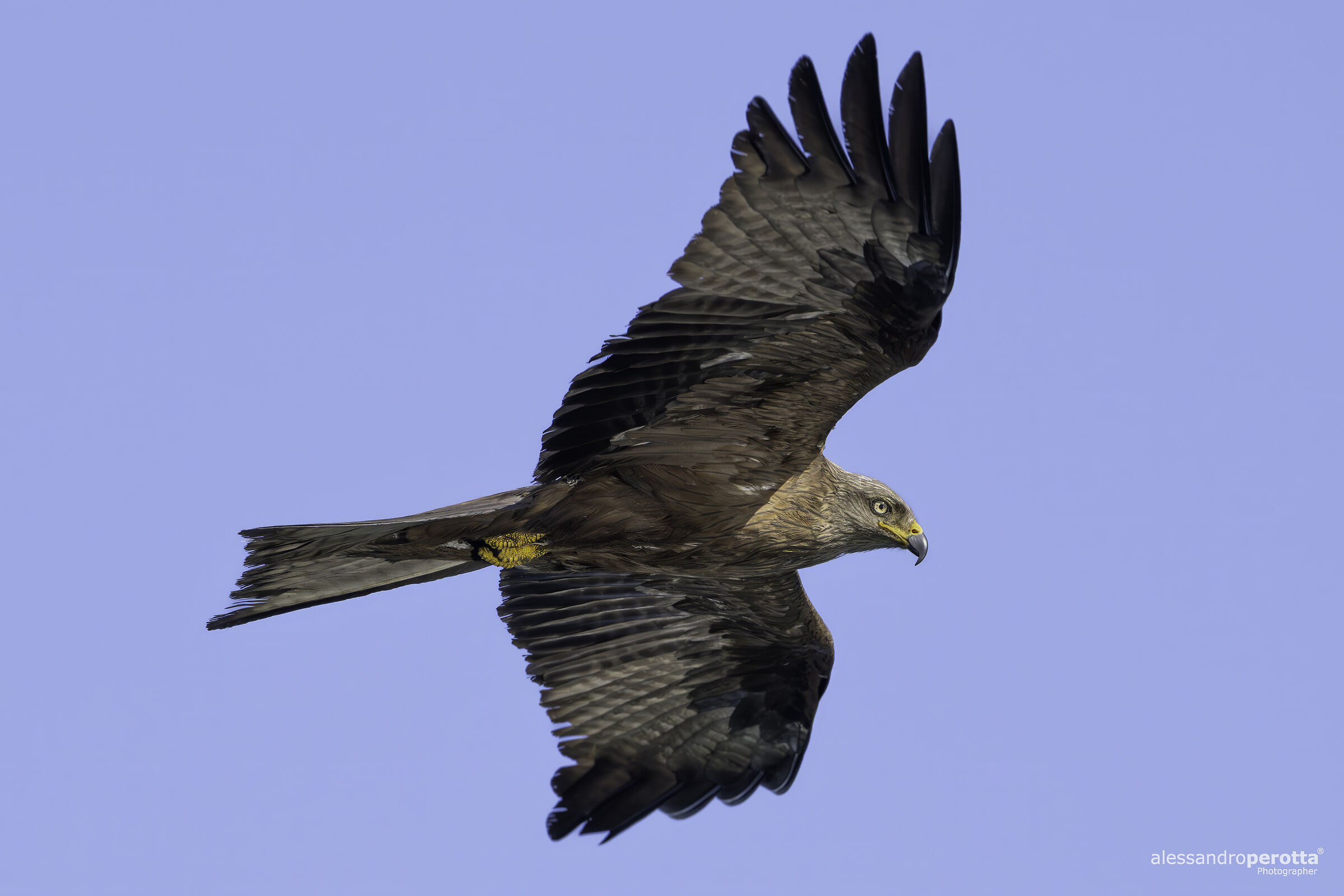 Milvus migrans