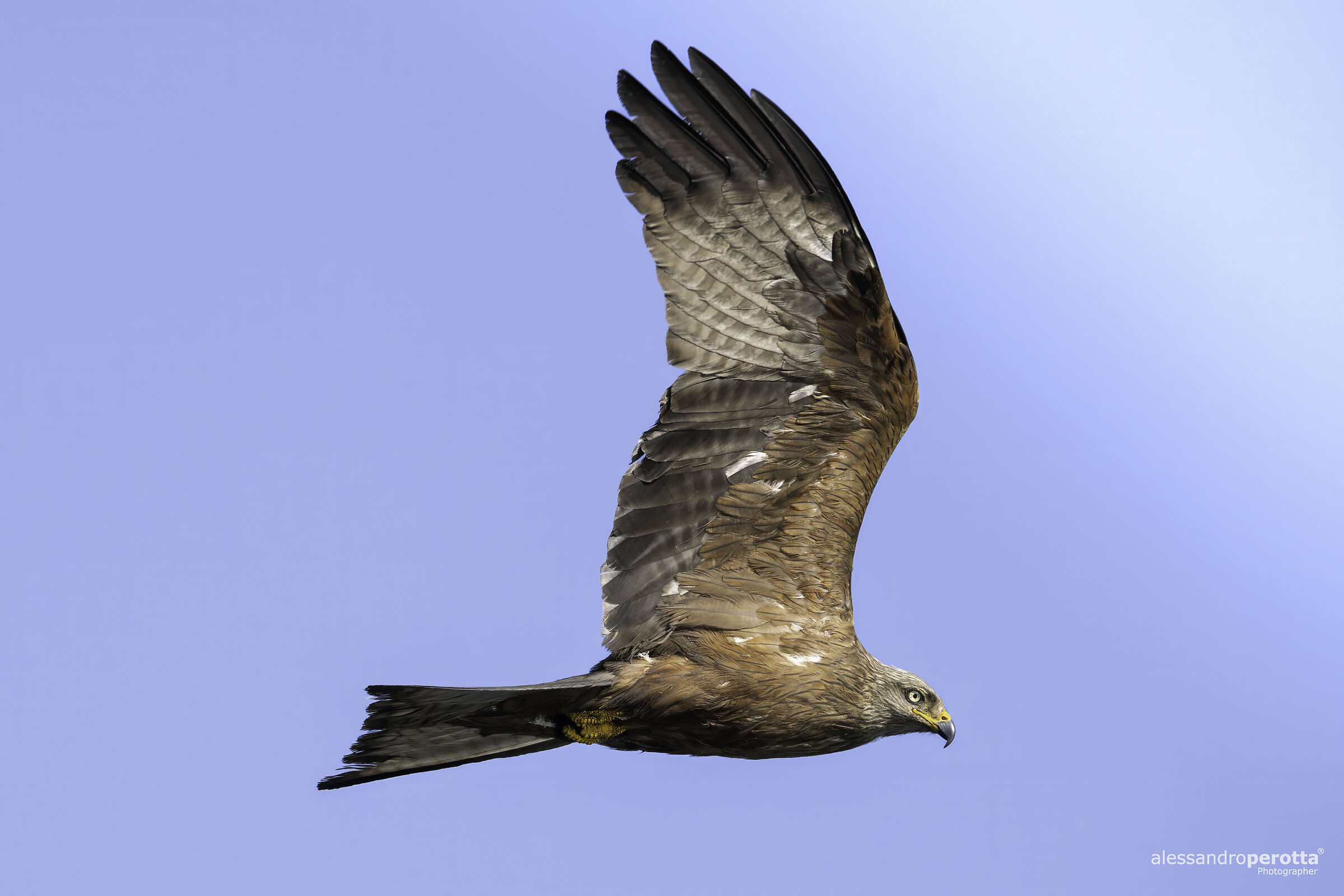 Milvus migrans