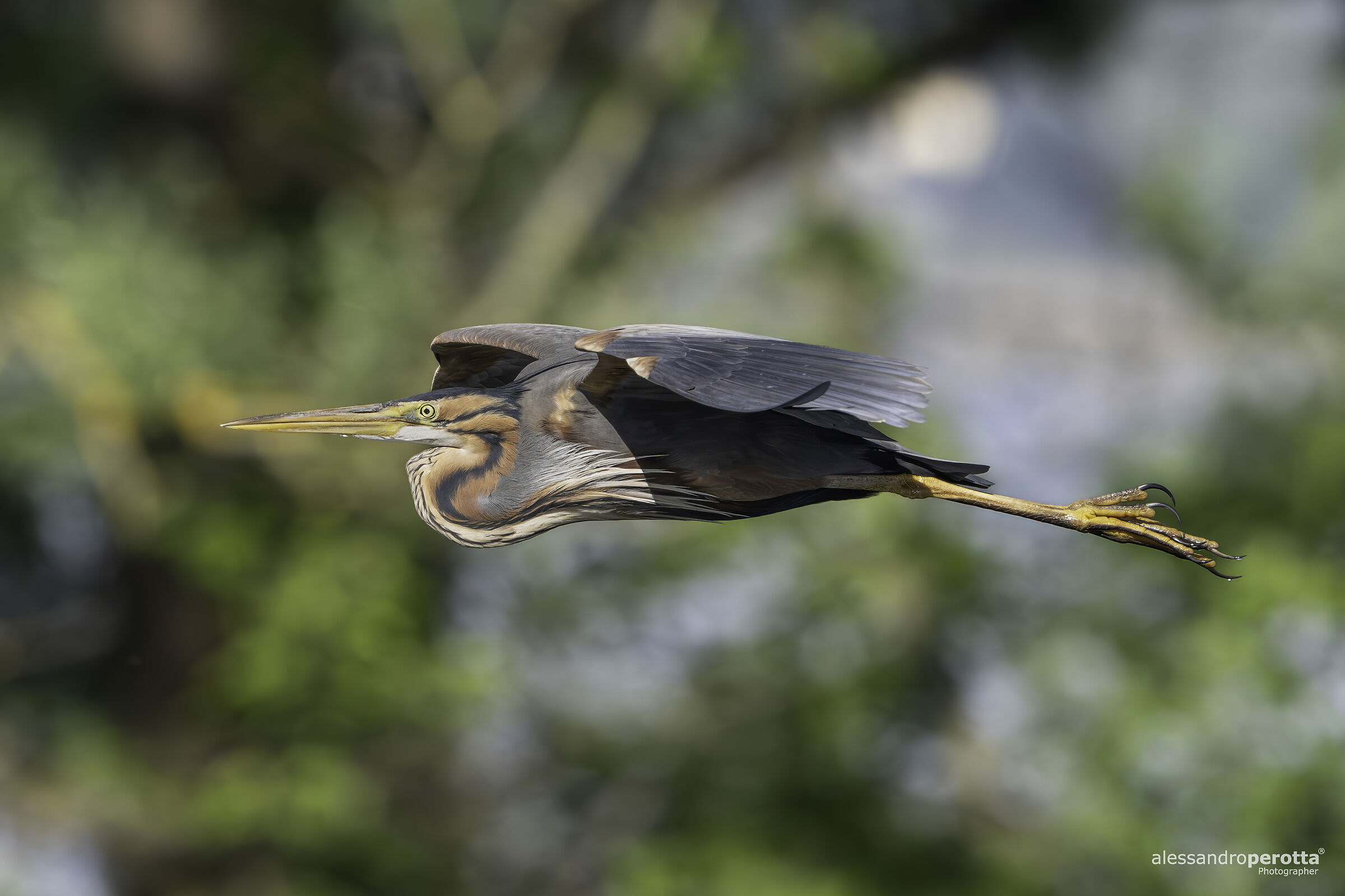 Ardea purpurea
