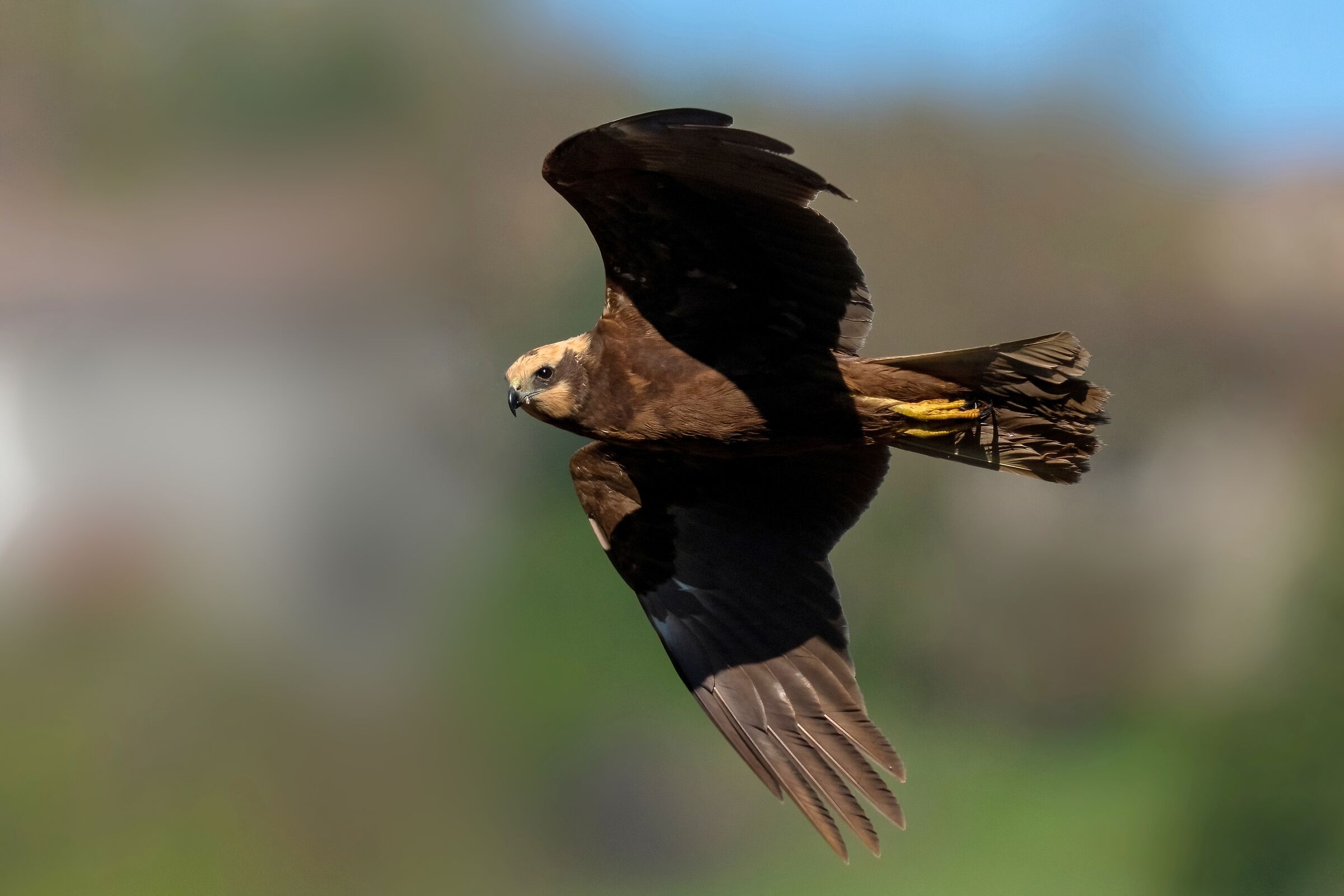 Falco di palude (Circus aeruginosus)
