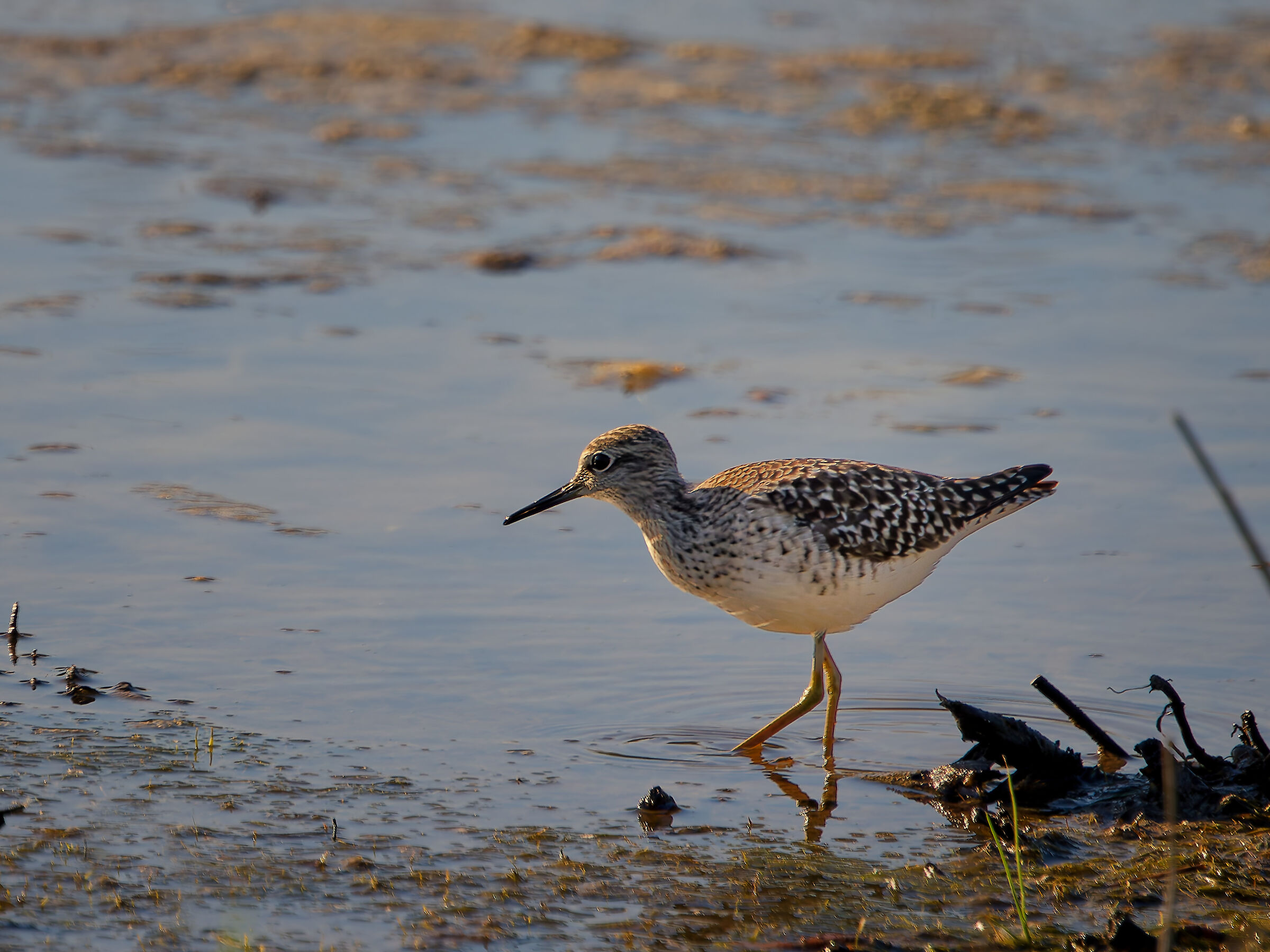 Wood Sandpiper