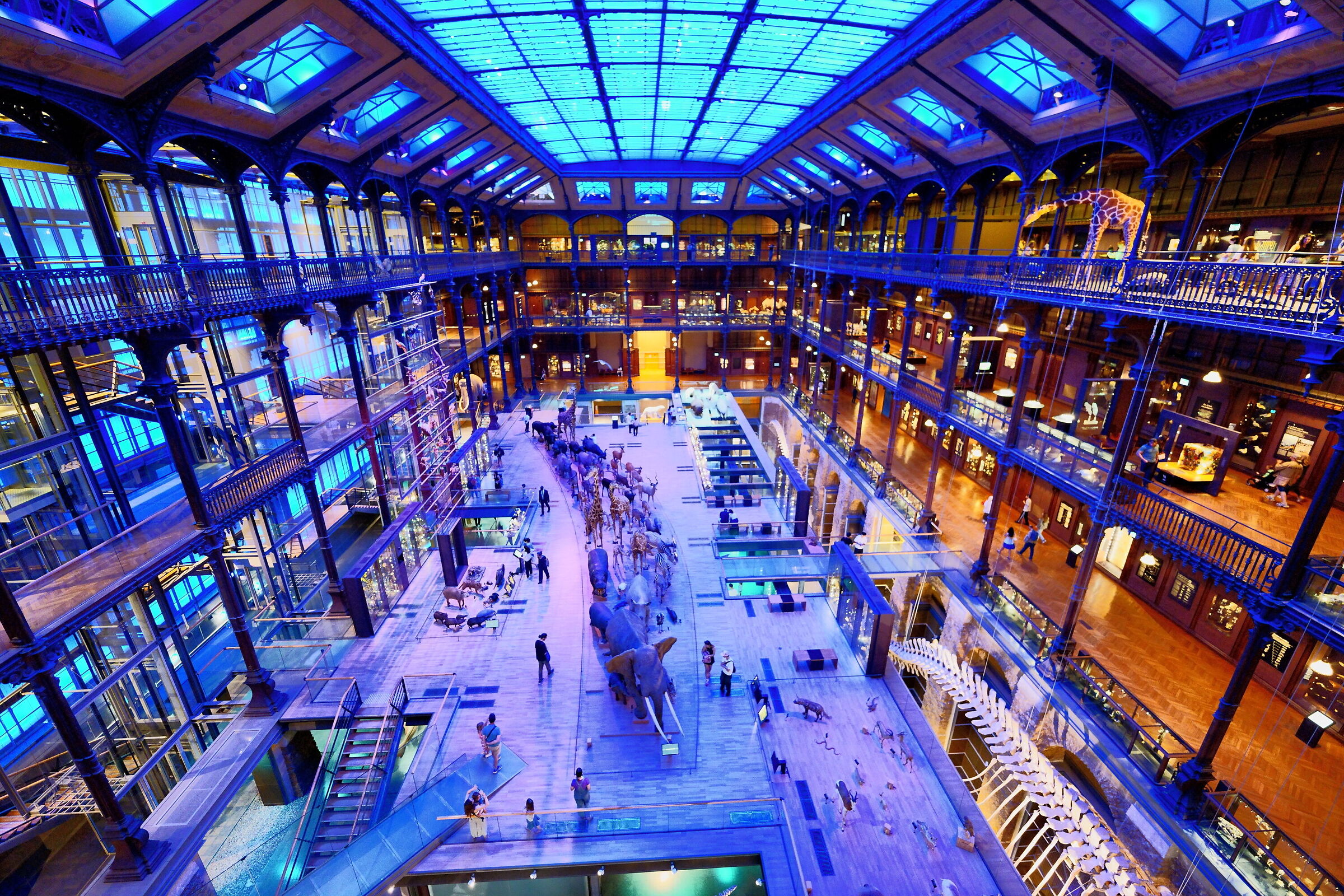 Grande Galerie de l'Évolution, Paris