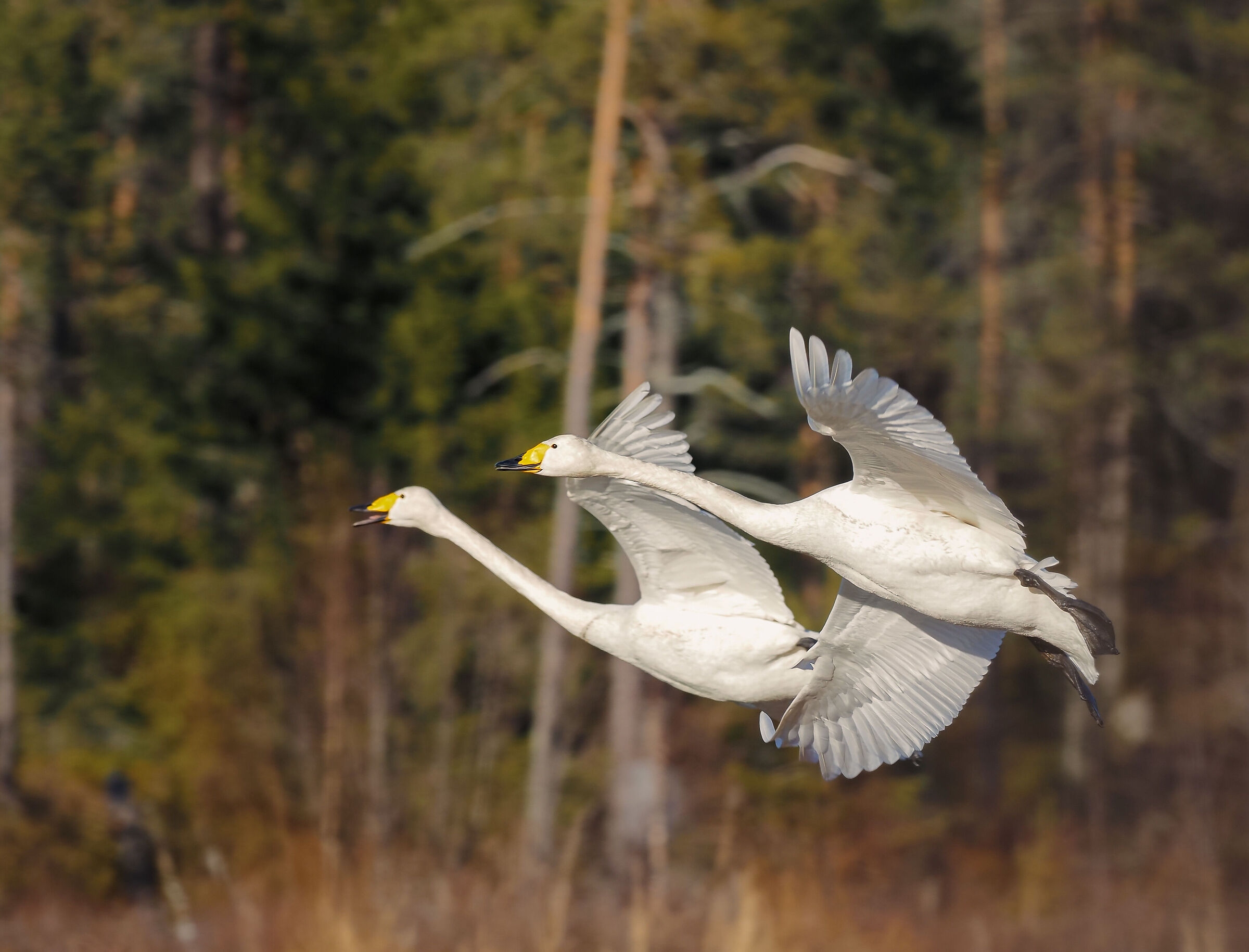 The swans of the north
