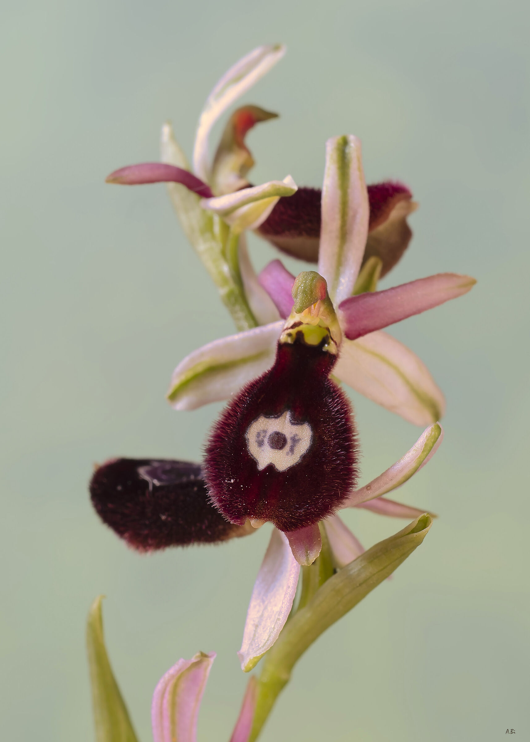 ophrys benacensis