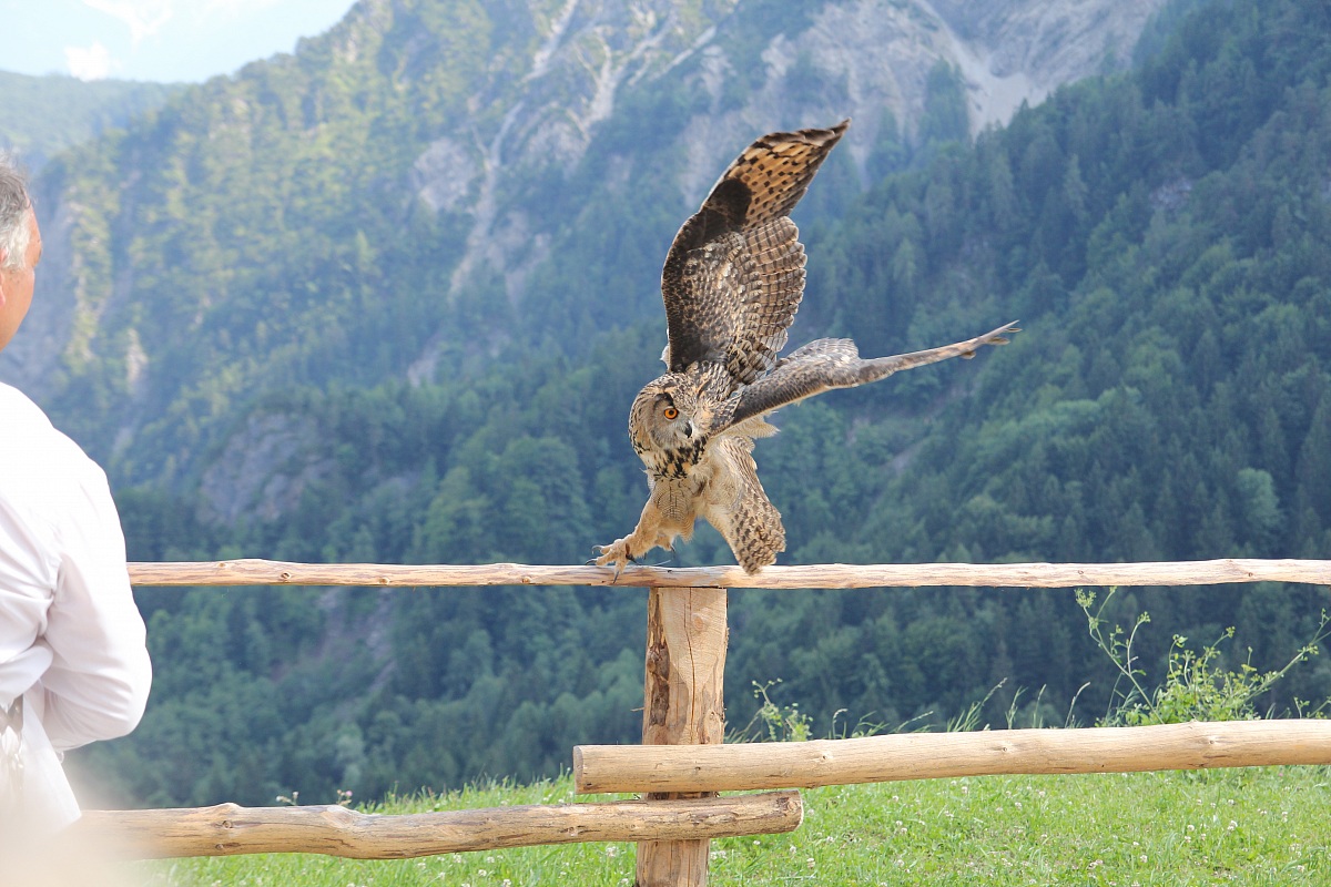 Gufo Reale: manifestazione falconeria